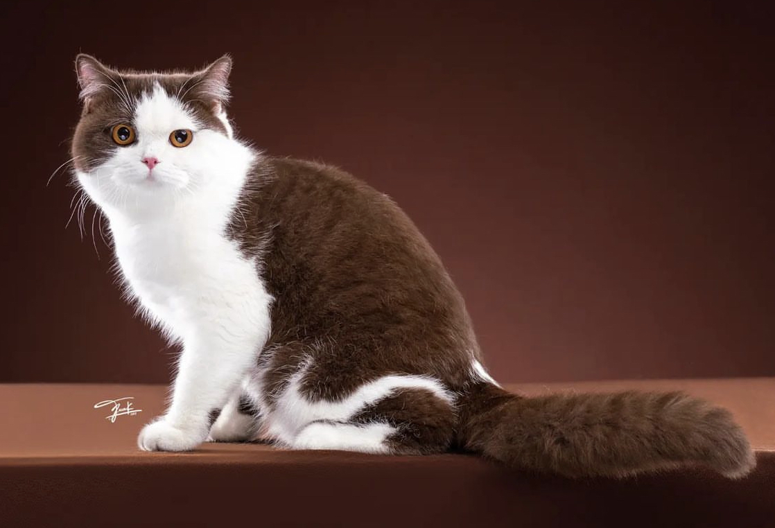 Sukhothai Garden Noah