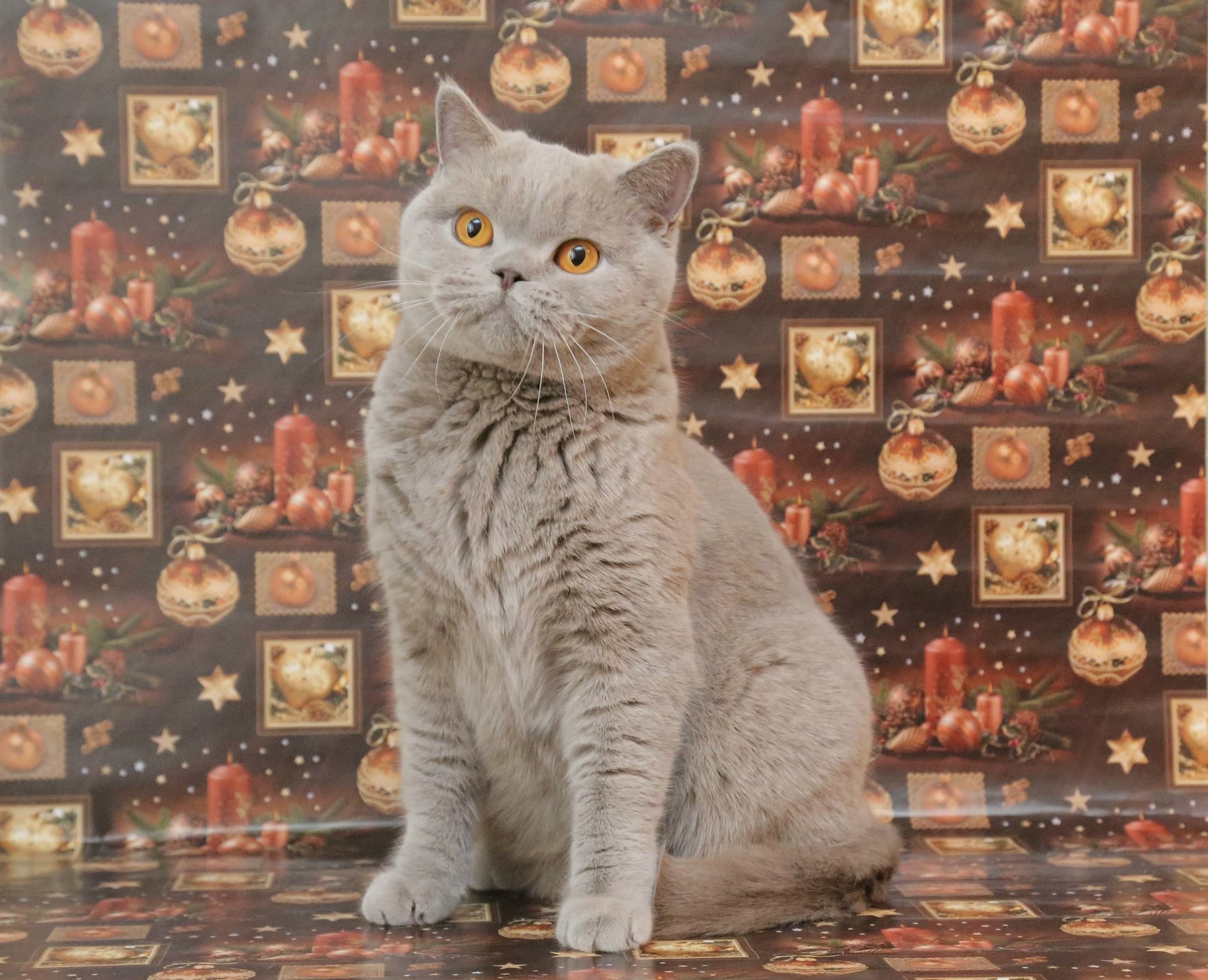 CH. One Barbariska Darling Child