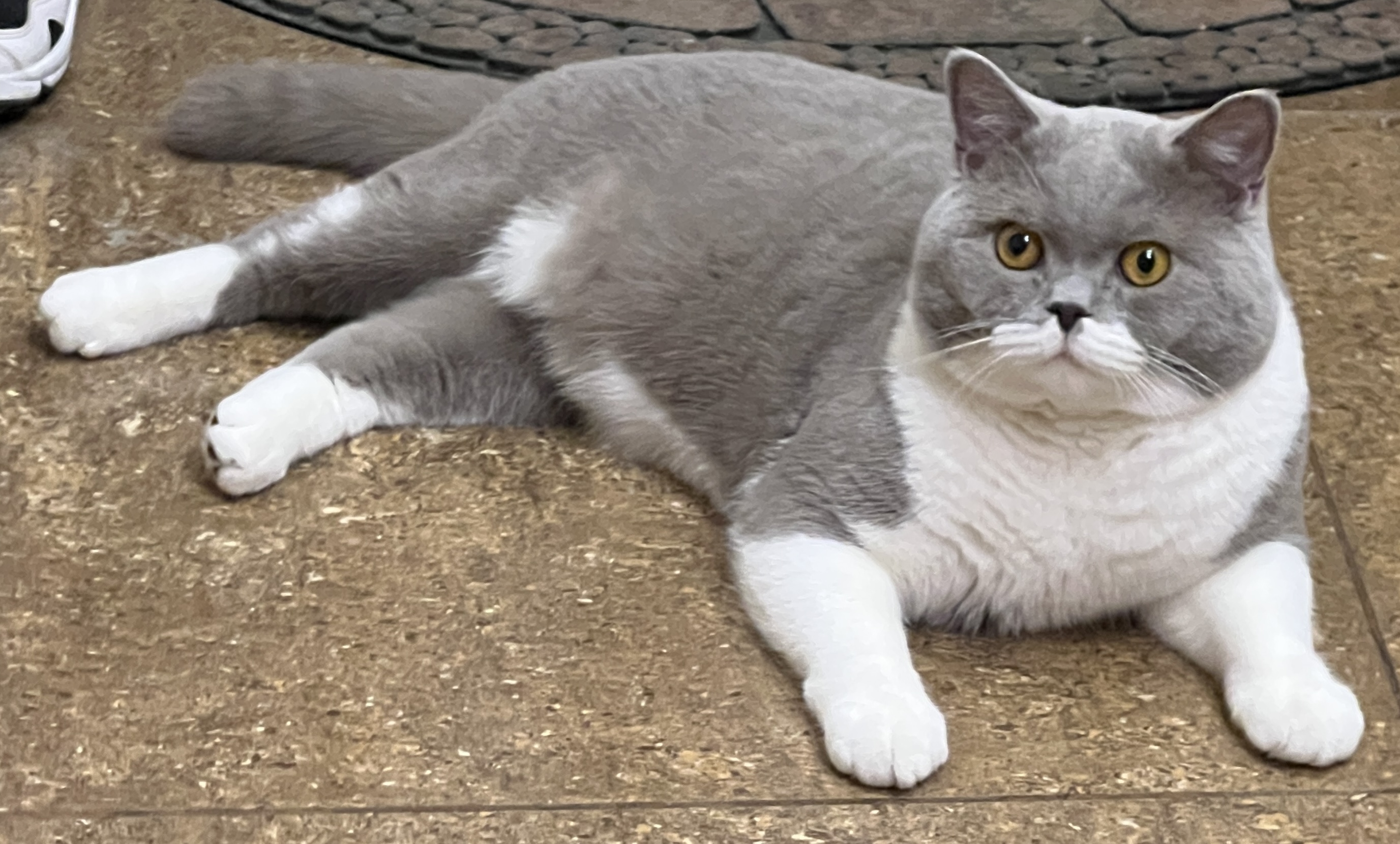 CH. Again Simba Darling Child