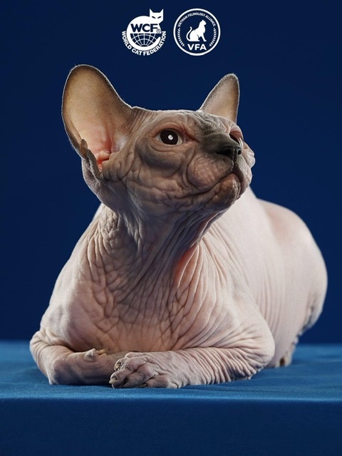 JCH. Golden-Cats V-Tifany