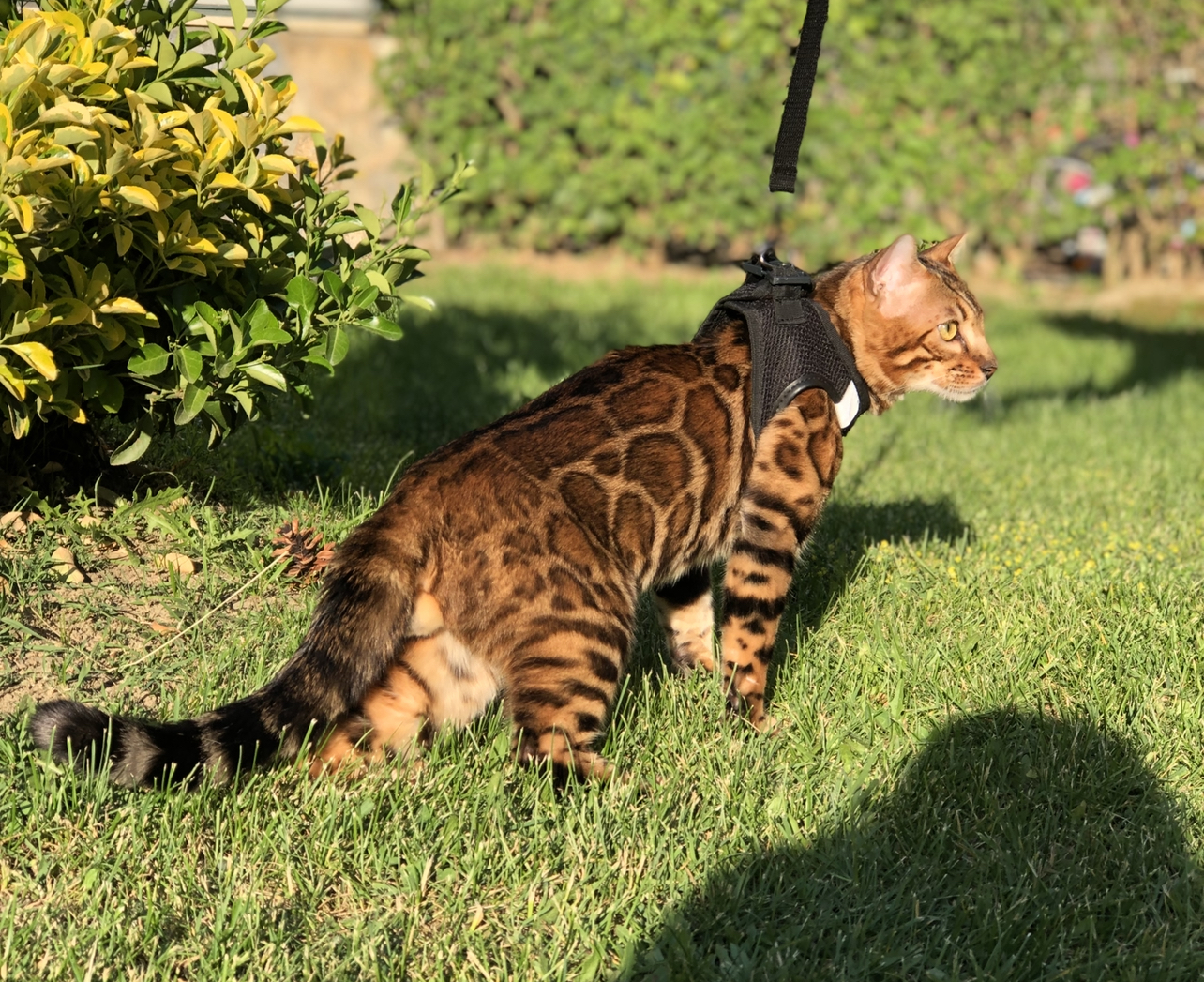 Michobengal Sherman