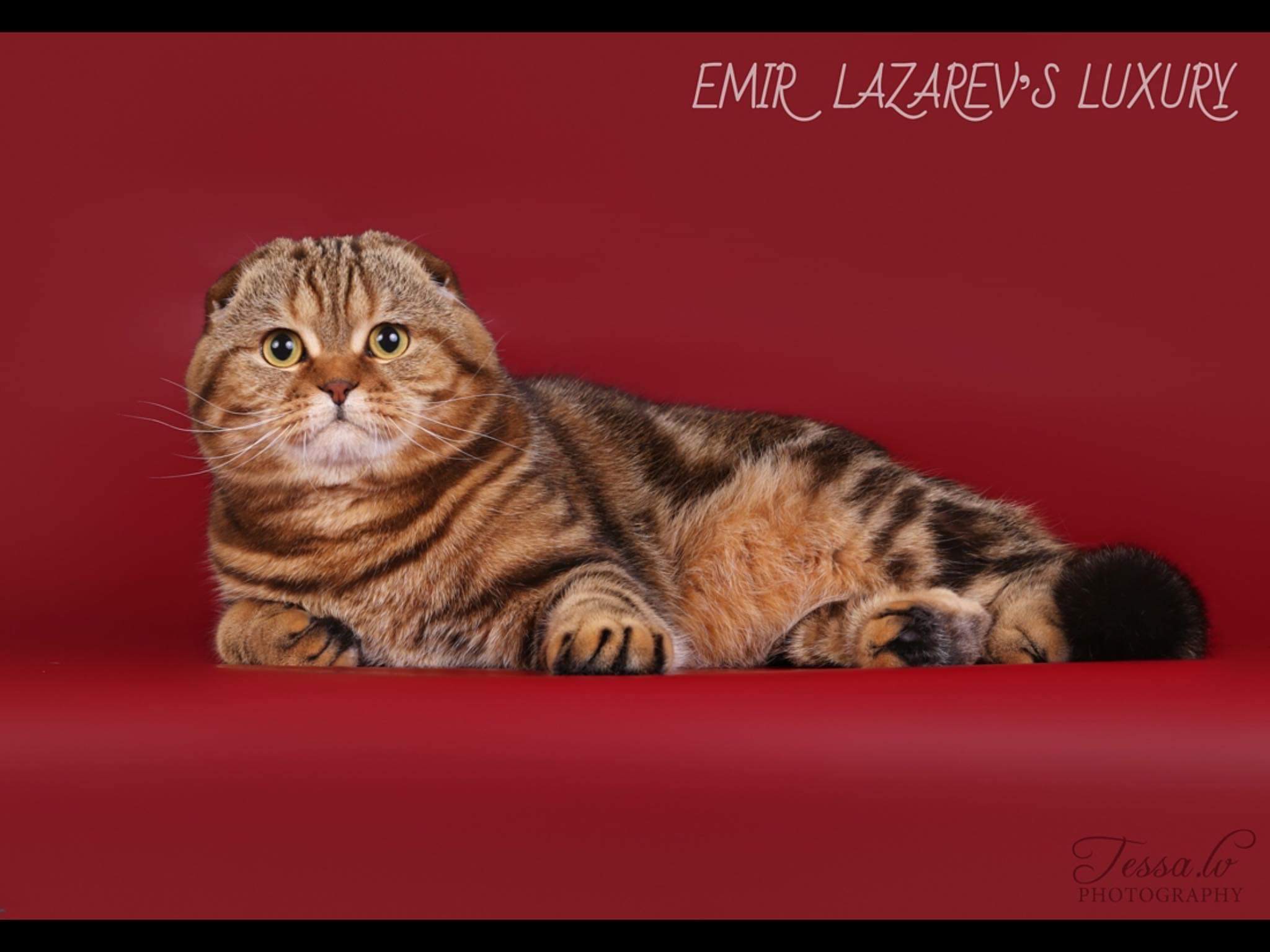 Master, GICH. Emir Laazarev’s Luxury