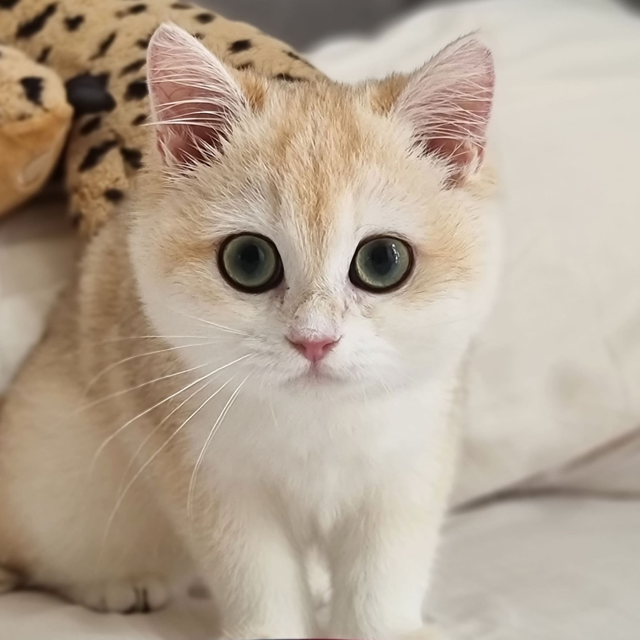 Punnichcha's Lucky Pouque