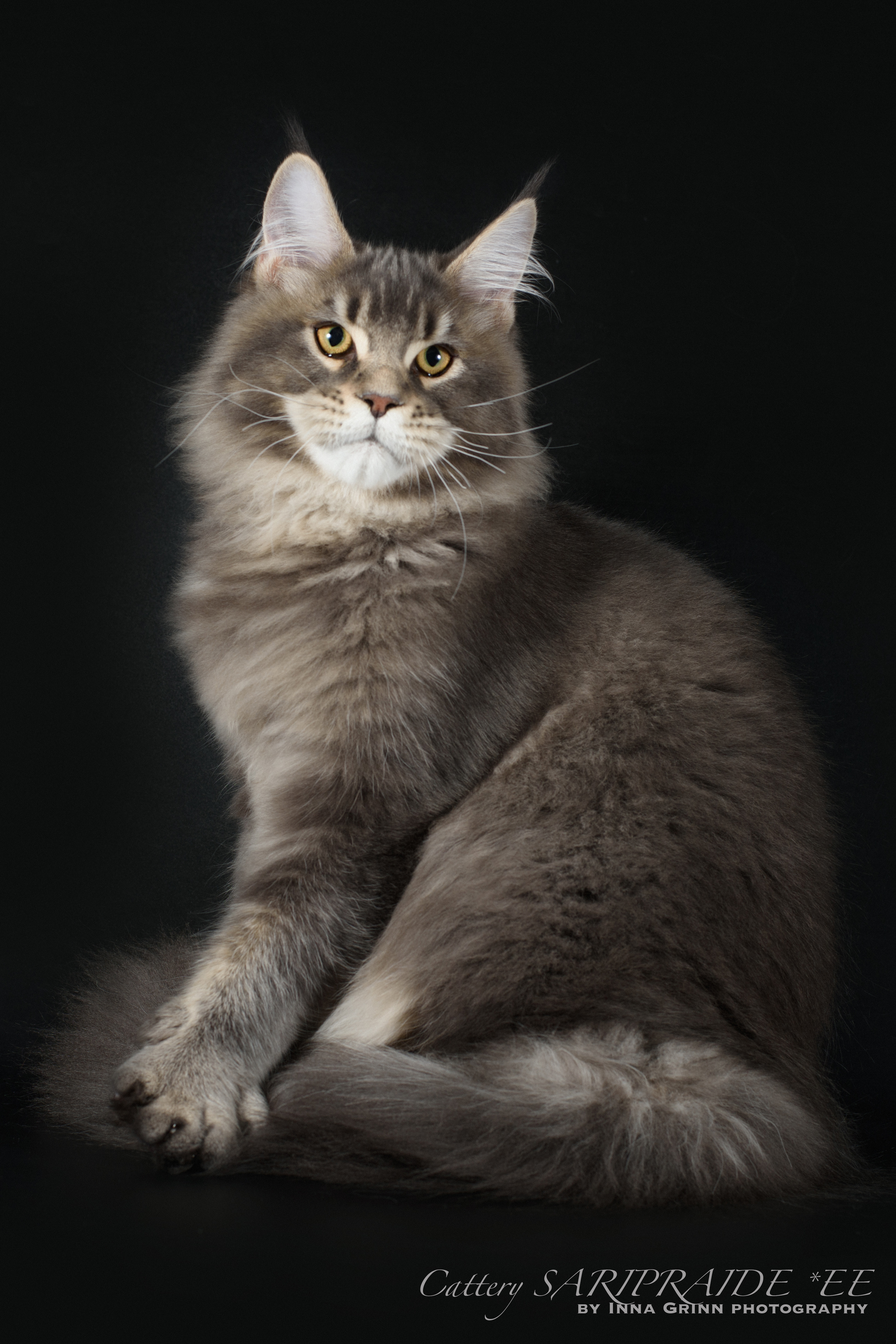 Glaid Saripraide *EE