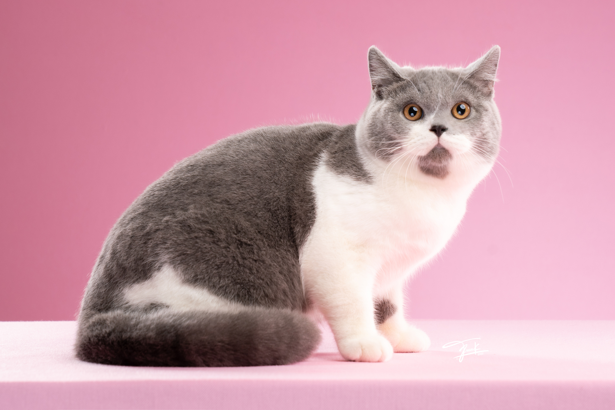 Bann​ Pae​ Heracles​ of​ Patrick