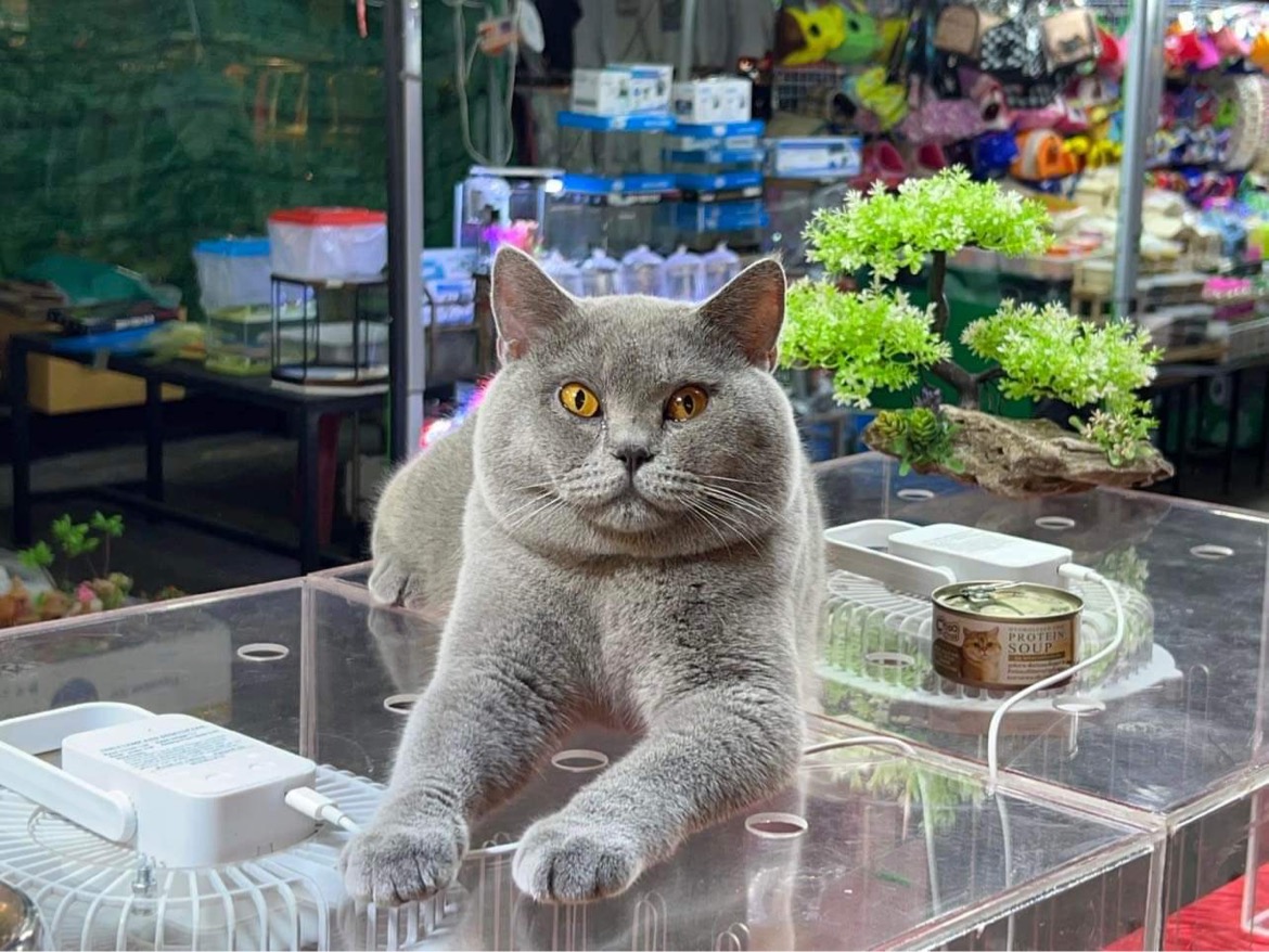 Louis Rich Man Mountain