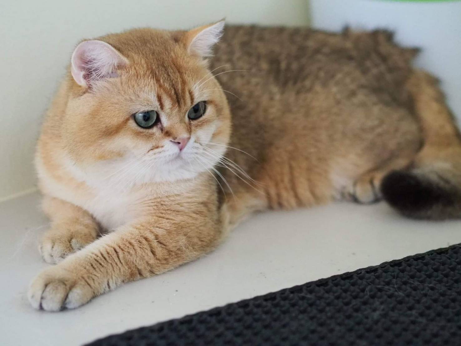 Klondike British Kingdom