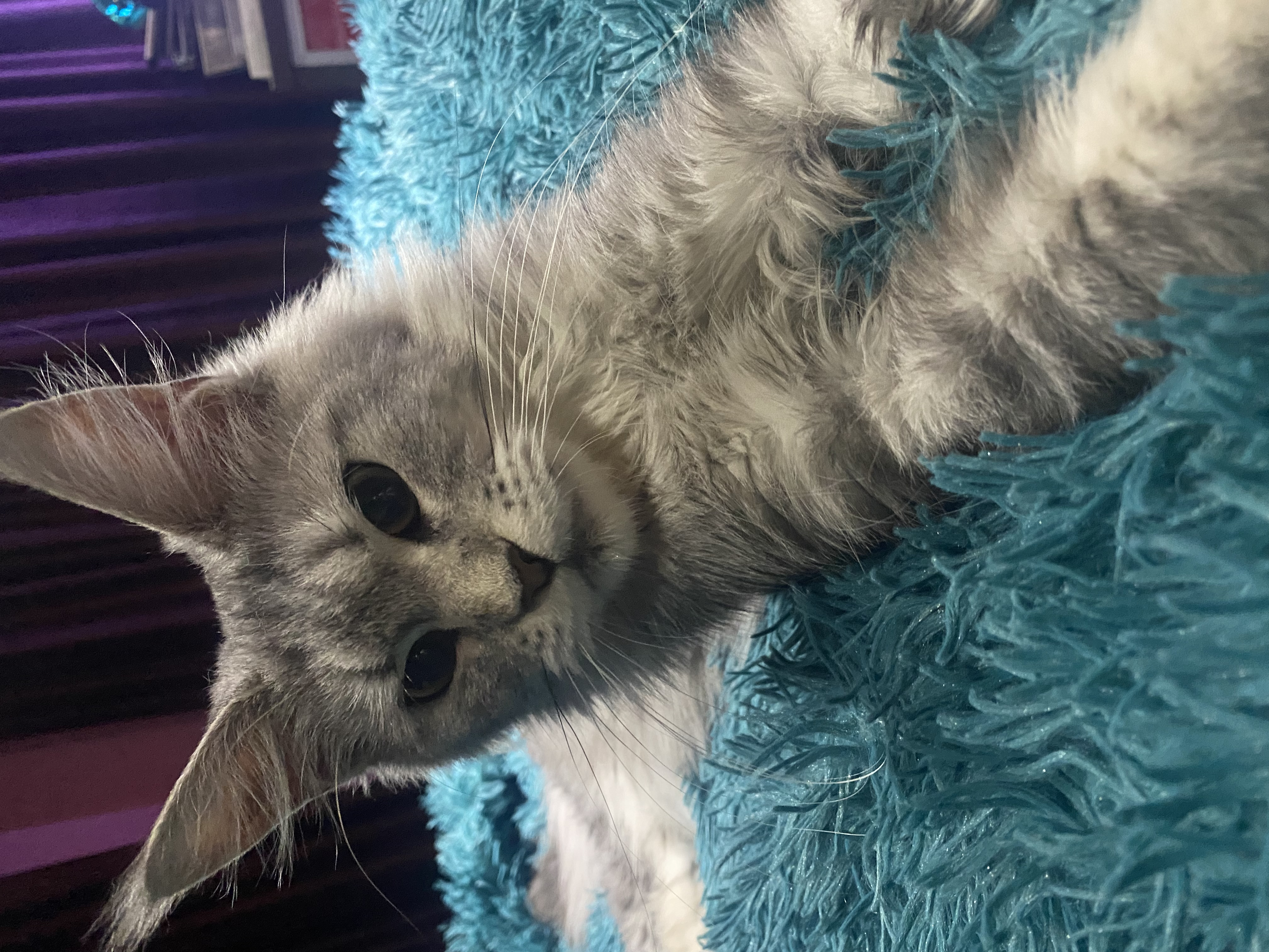 Jaqueline of Gina's Dream