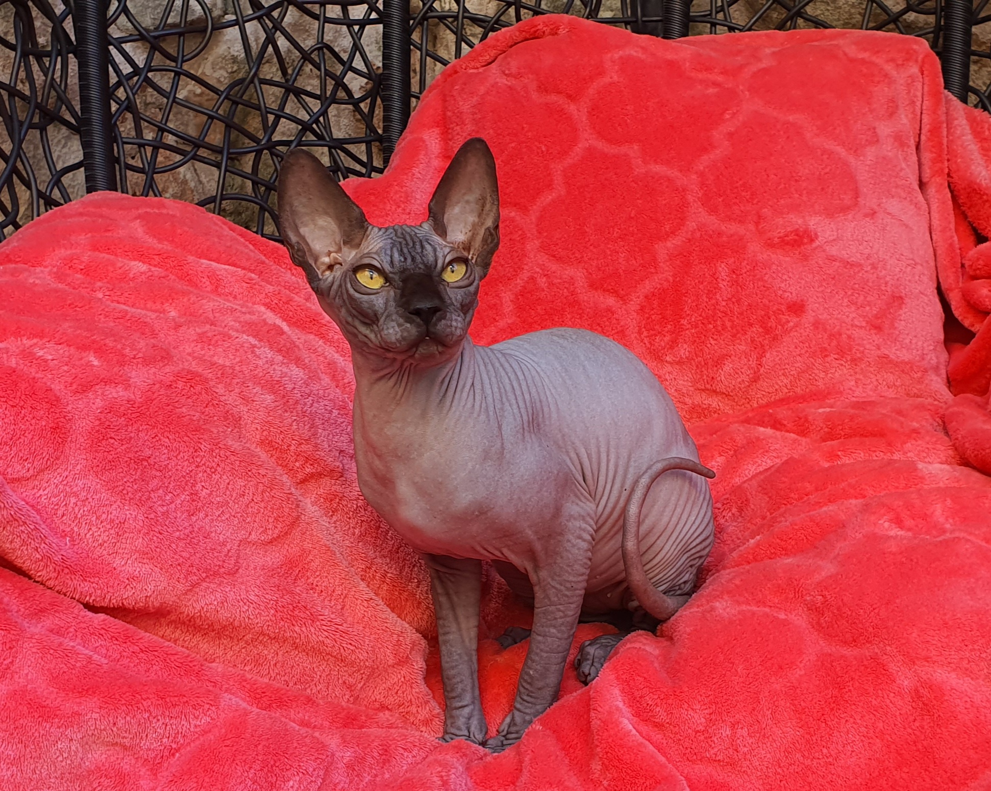 Master, KCH. Rademenes Godrika*PL