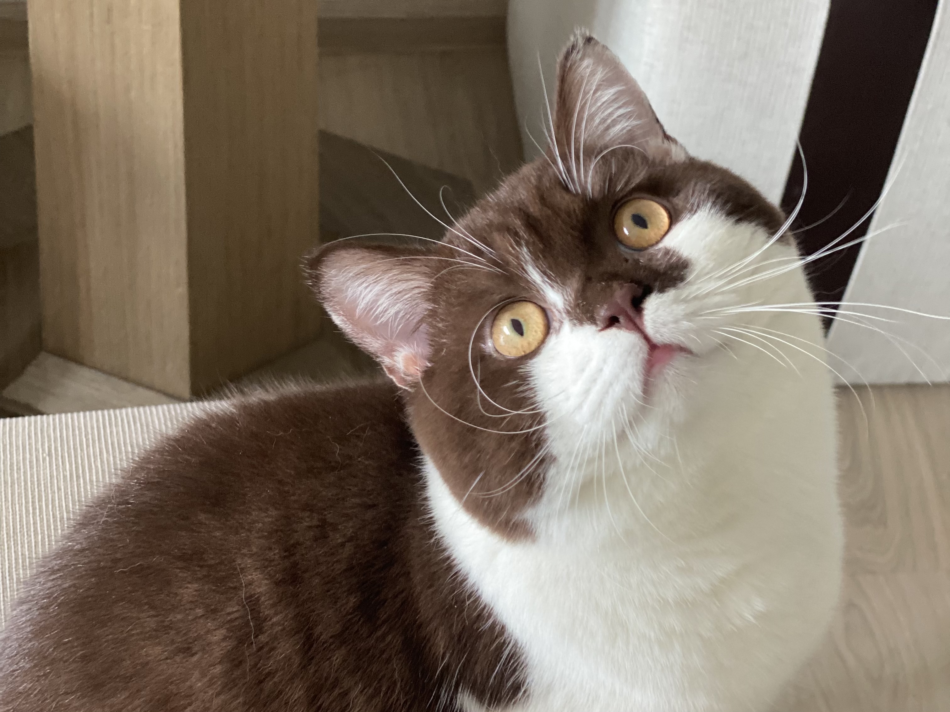 Takgaphol’s Jaraschok Miso