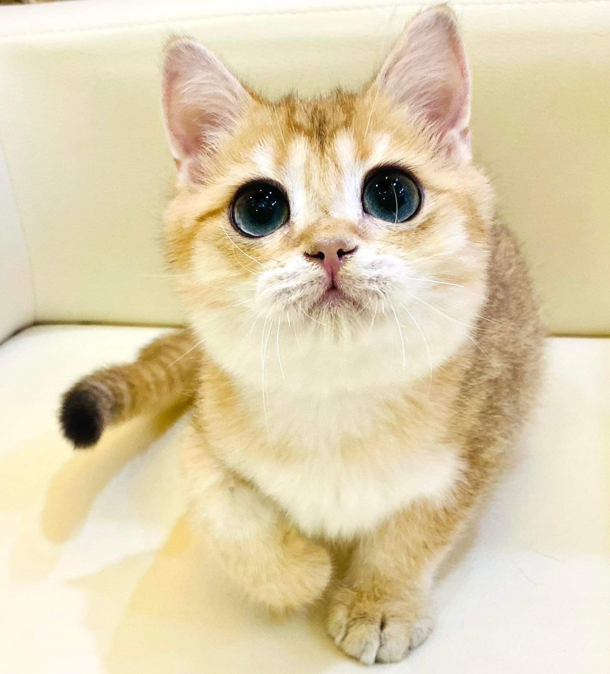 Bonita Genius Monday