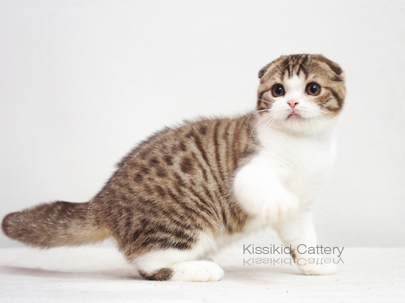 Kissikid's Item Noomnim