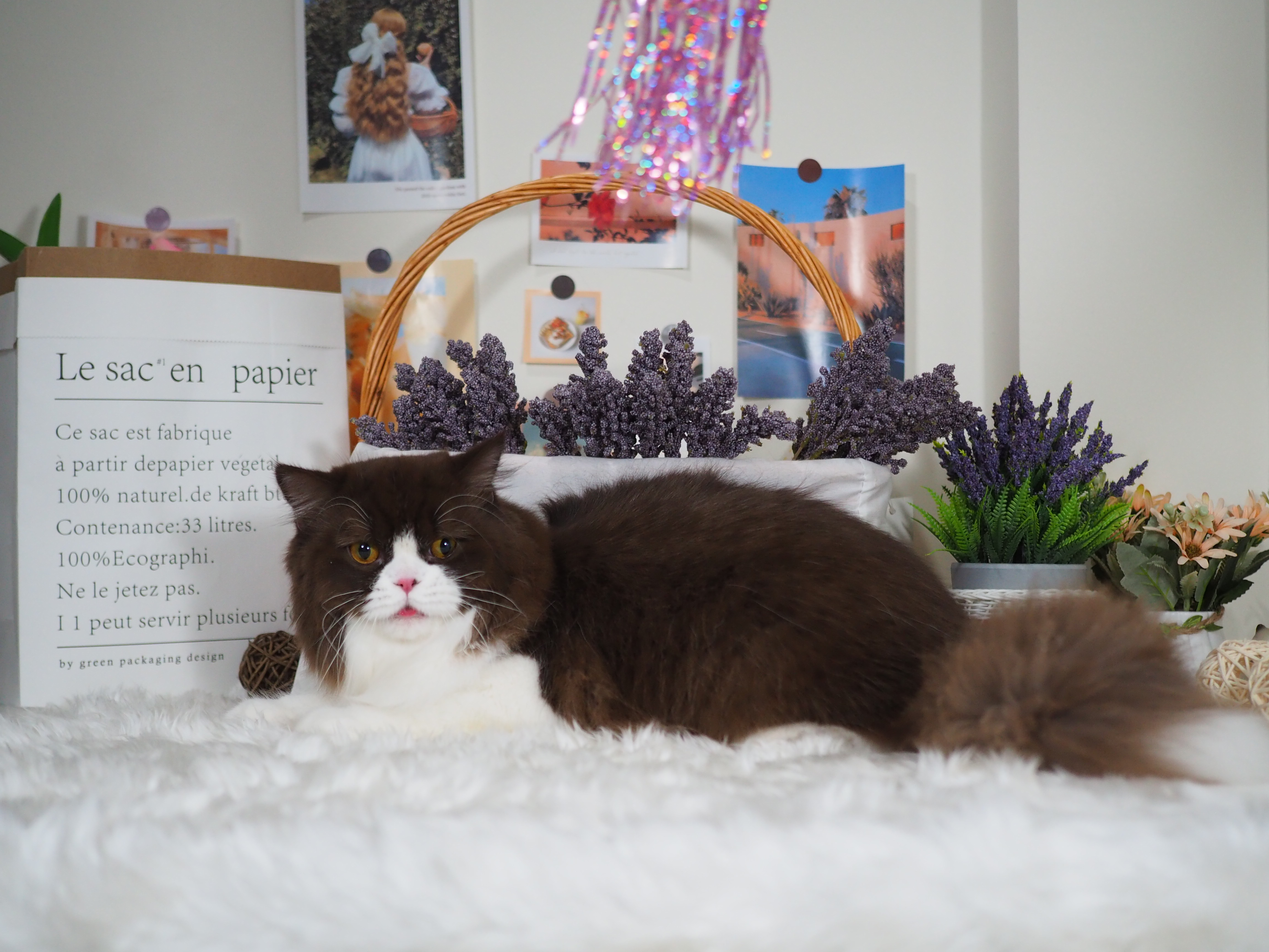 Going Merry's Magnus