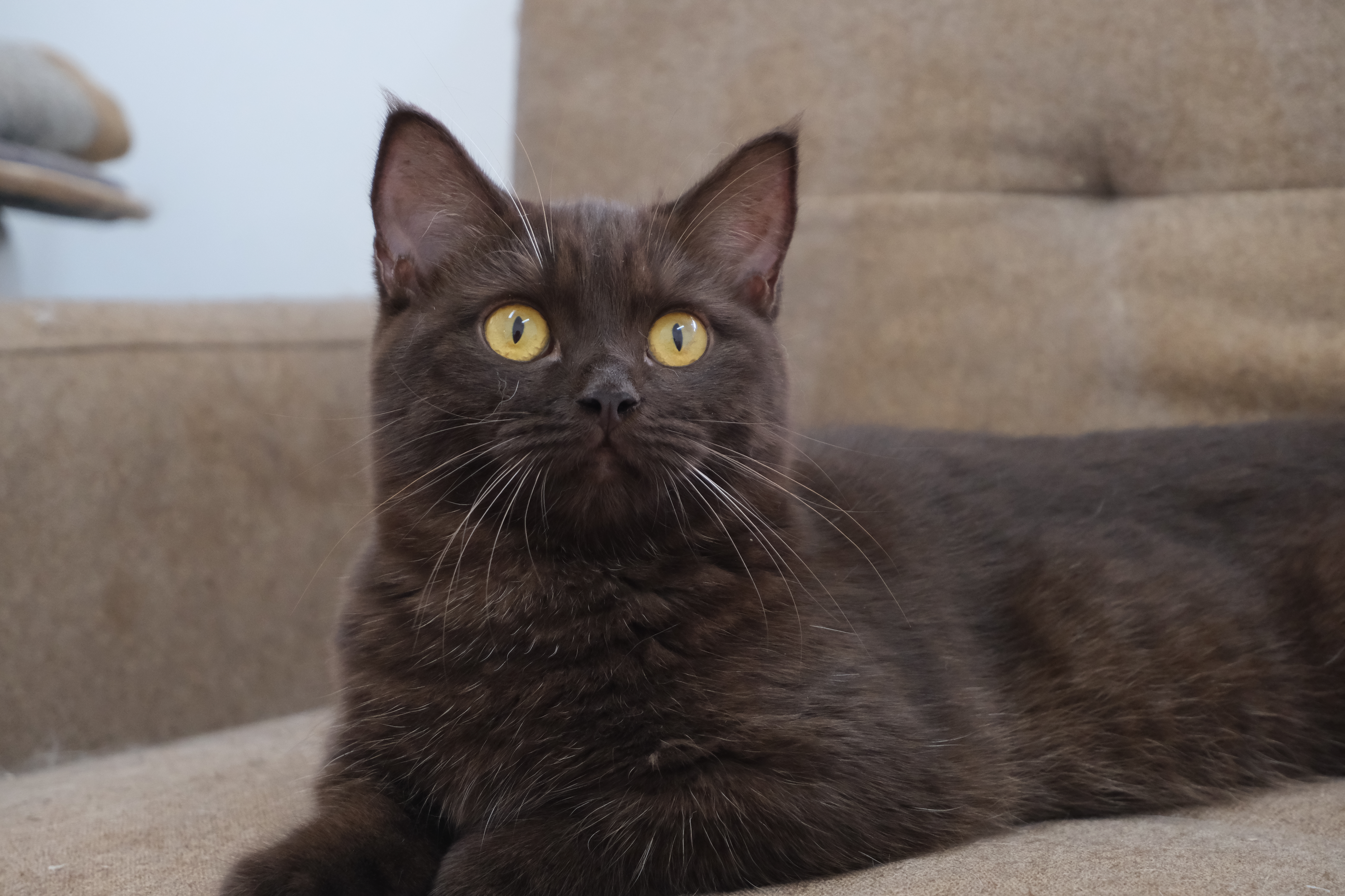 Castle Grande’s Caramel M.