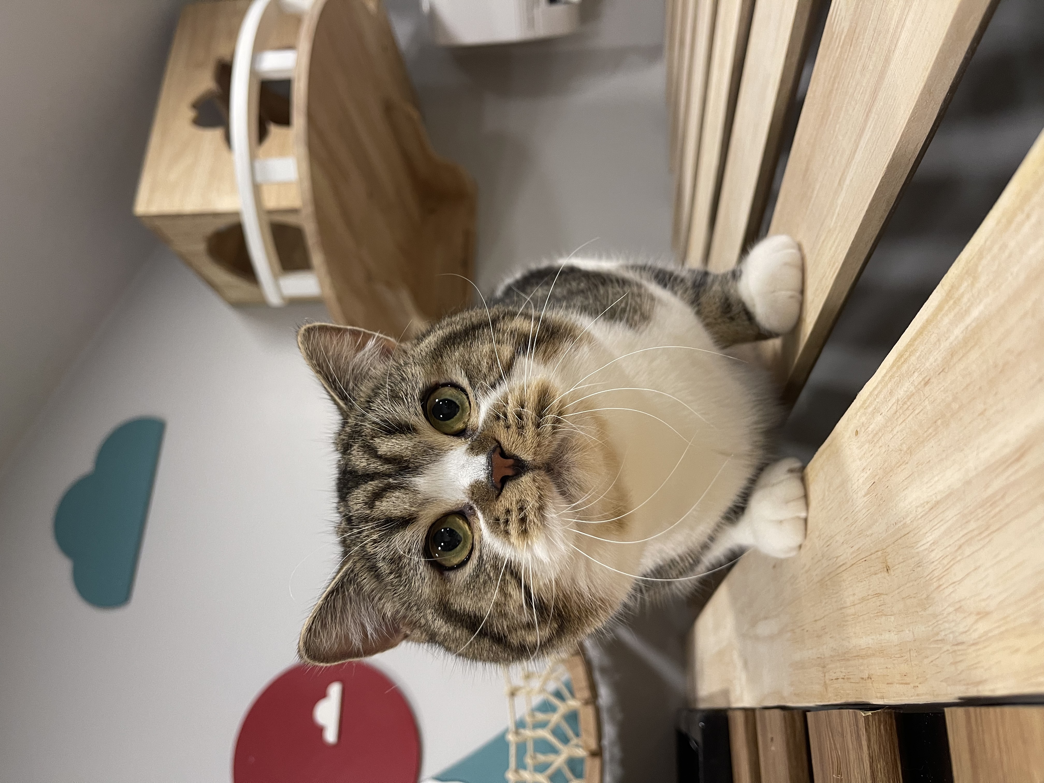 Tiny BuuBii QingQing