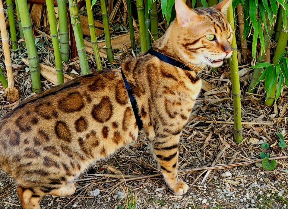 Fedele Wild Amber Pride