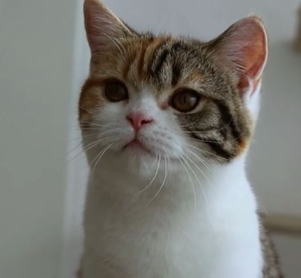 Donna Batterfly TabbyLine *il