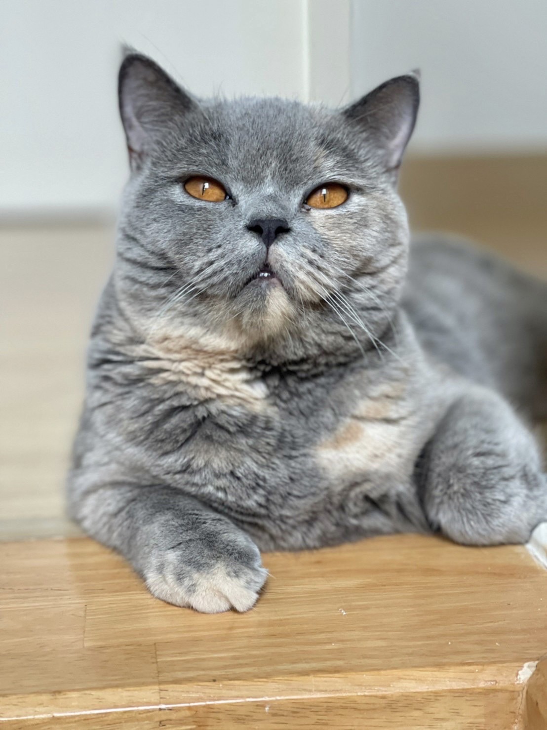 Grand Velyur Feeriya