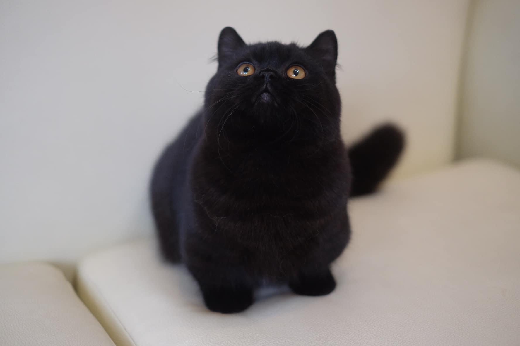 Toothless of Rinda Cattery