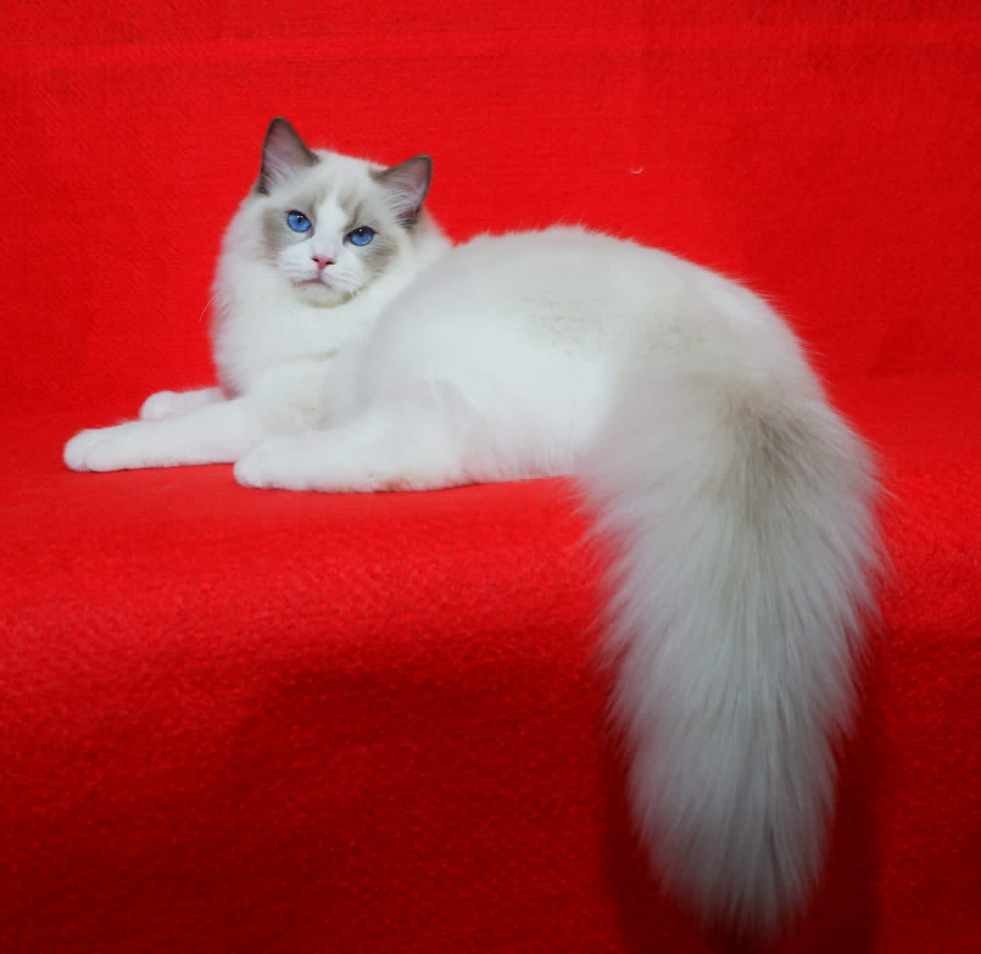 JCH. CH.Pr. JCH. Permata Alba