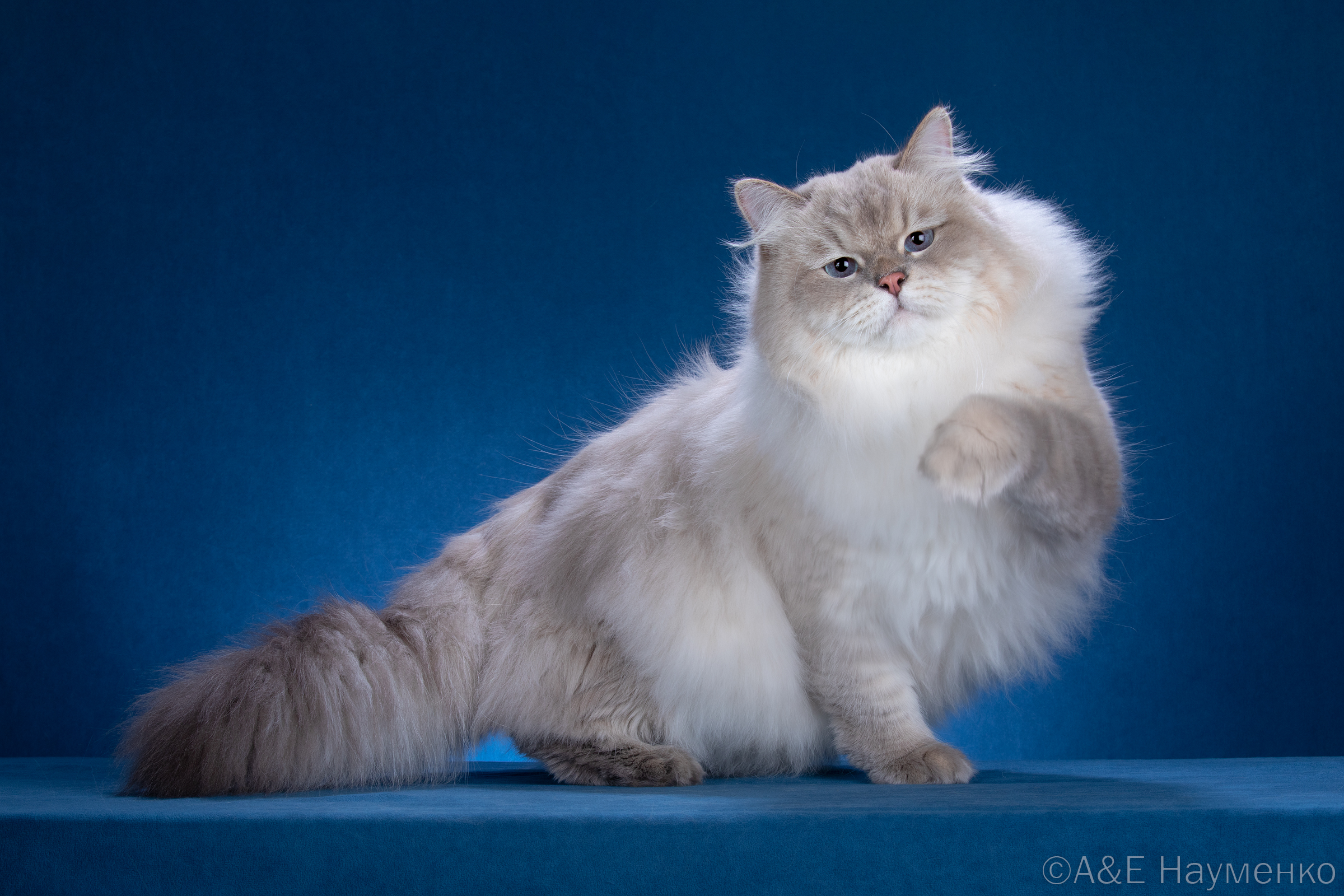 Triple Master, WPR. Diamond Vizantiysky Podarok