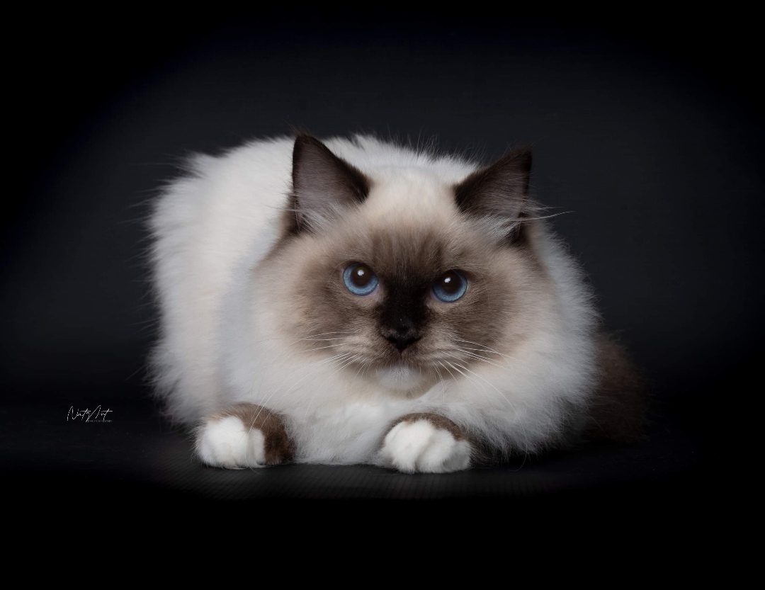 JCH. GR*Perla Dolls Queen of Caribbean