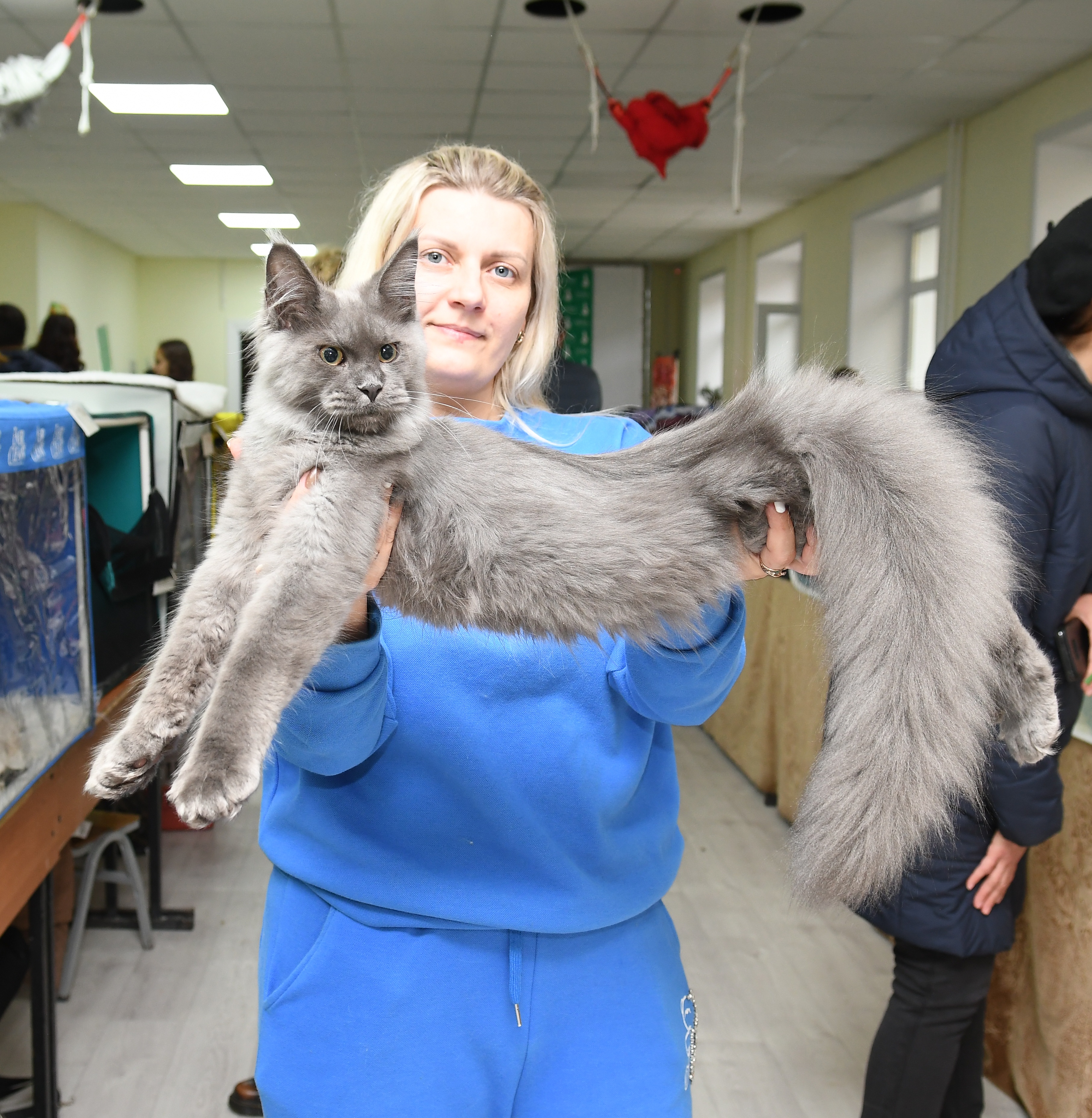 JCH. Indigo Dom Sapfiroff