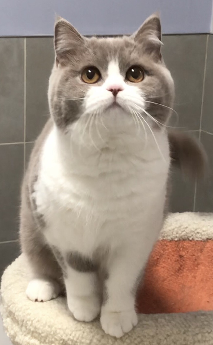 O.Bertha Pie SuperQueen