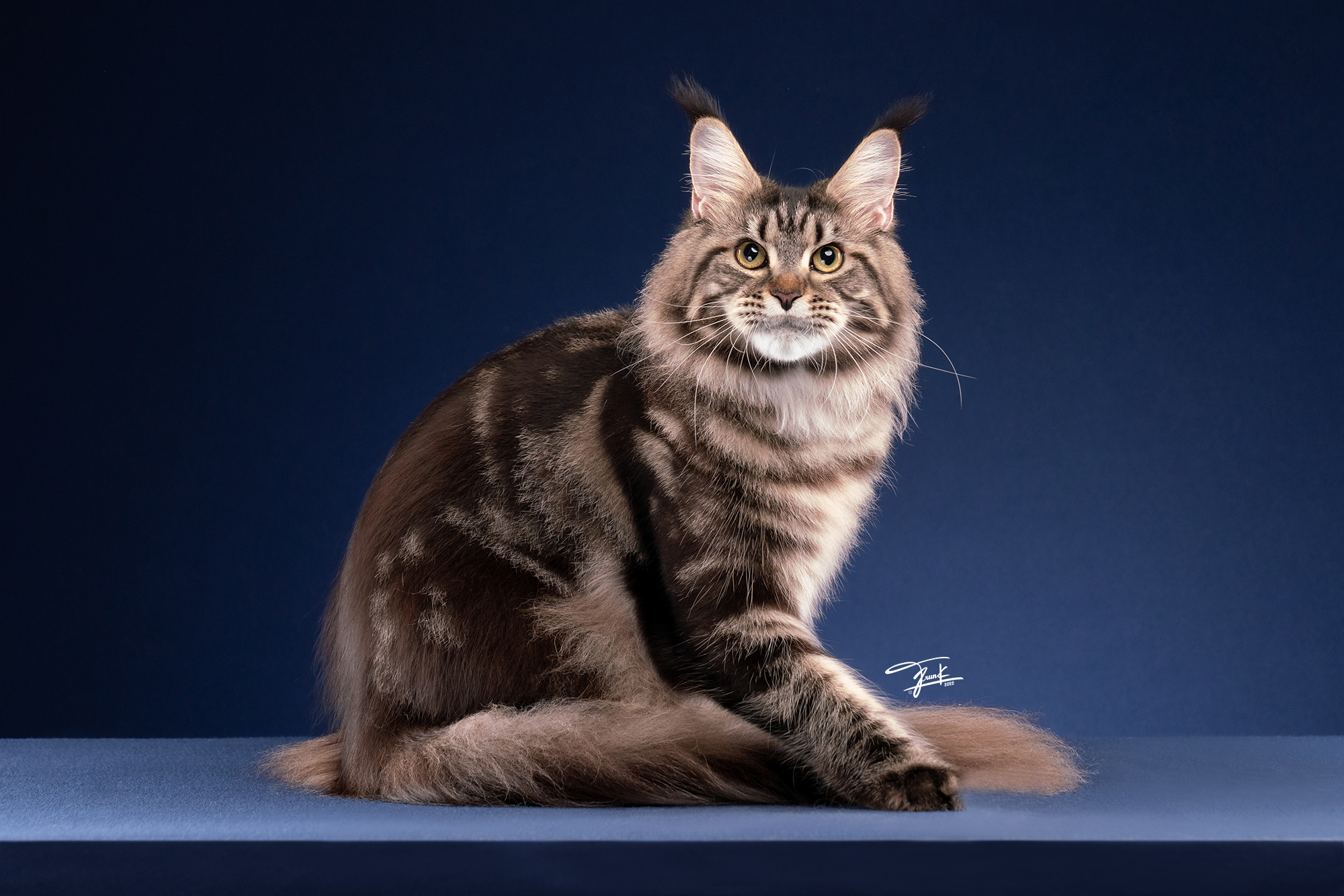 CH. Marvelous King's Je Arnold