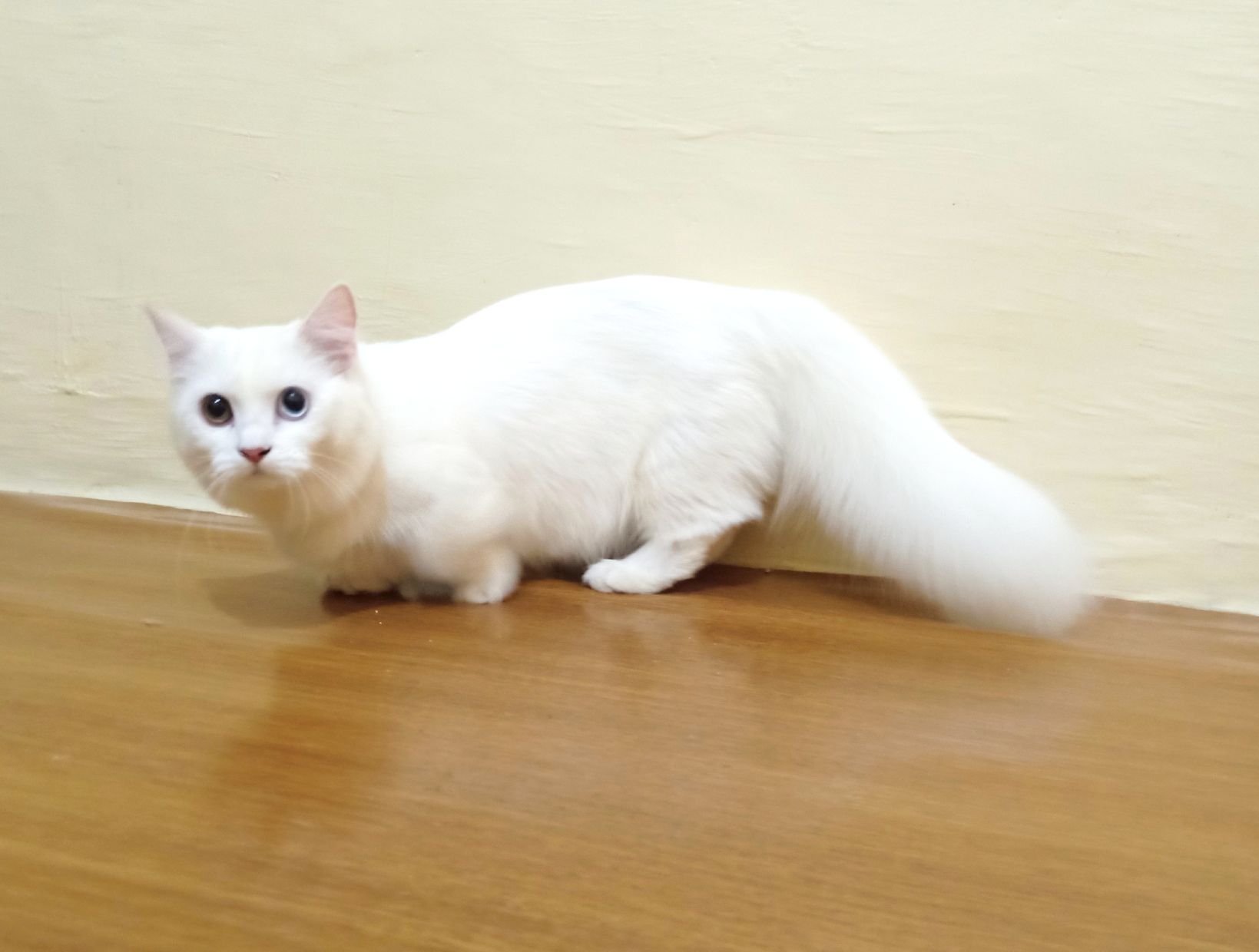 CH. CH. De Java Puspa