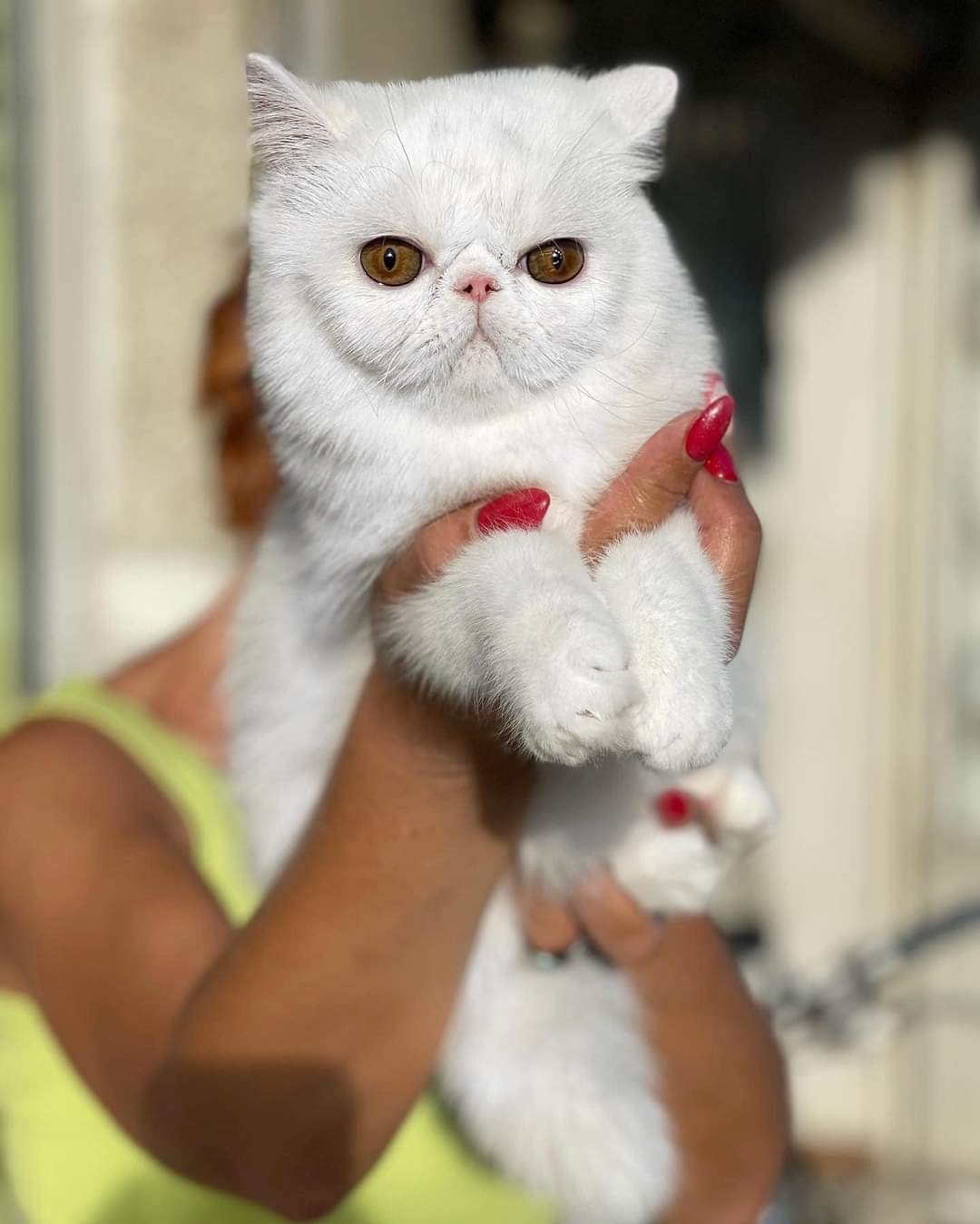 JCH. BG*Cinema Legend Drew Barrymore