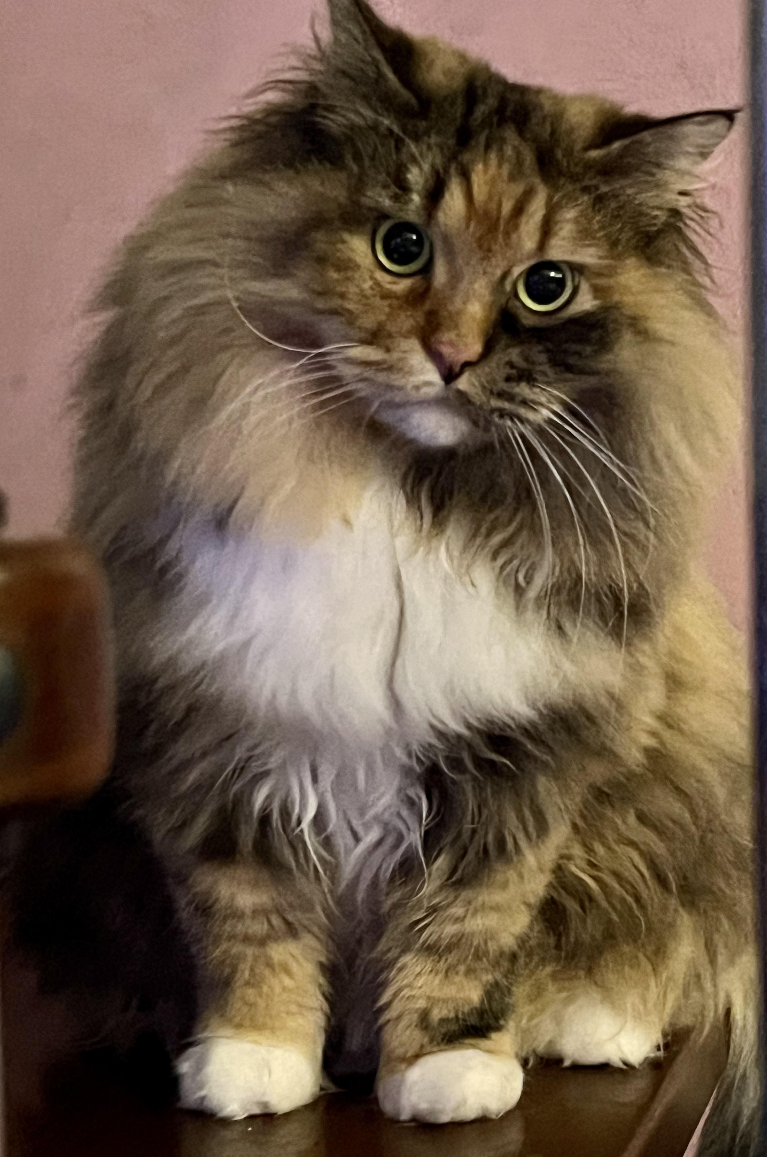 ESMERALDA FELINE PARADISE