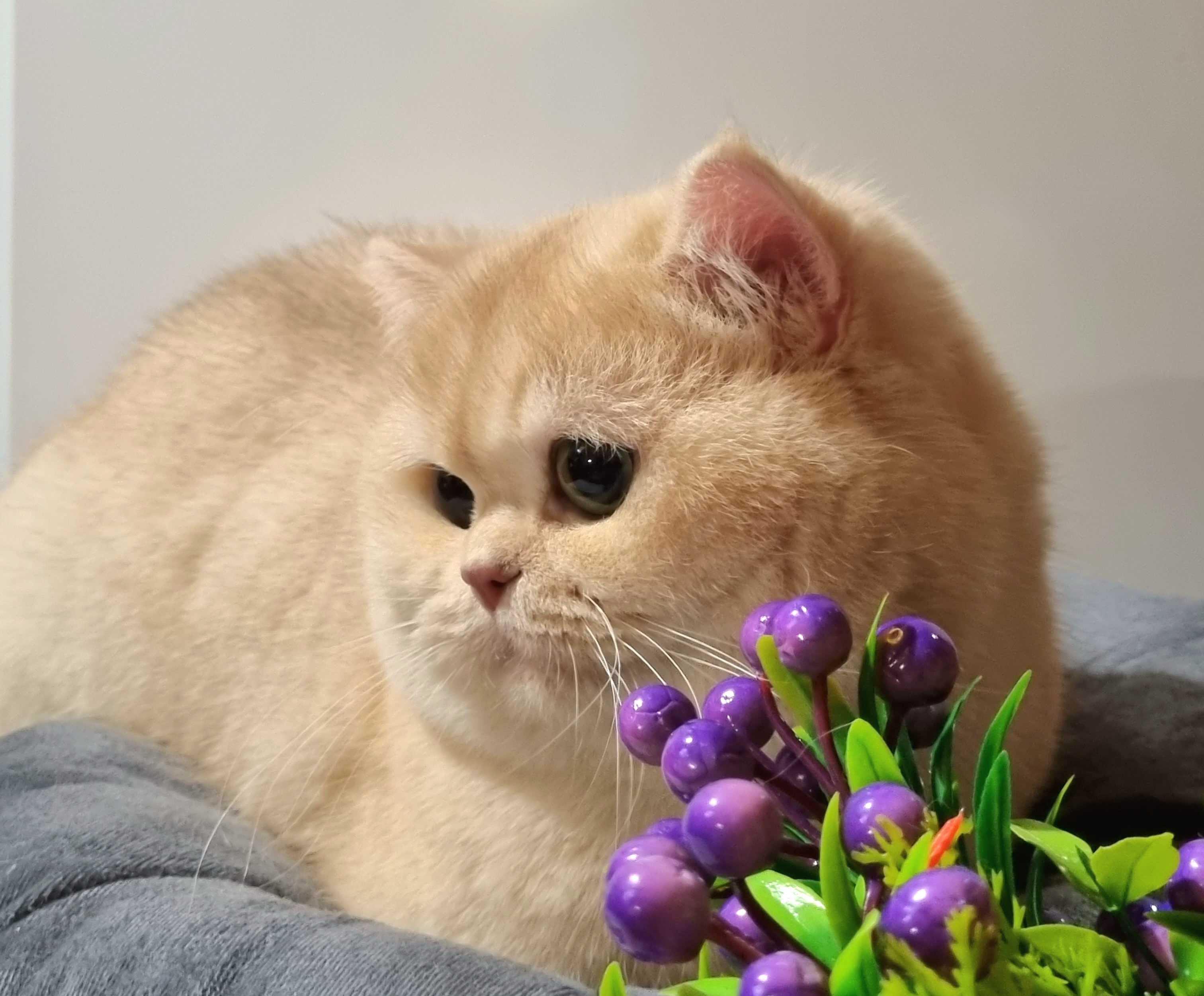 Jules Cezar Flocons D'Or