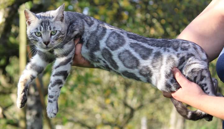 Saphirs De Lune T-Rex