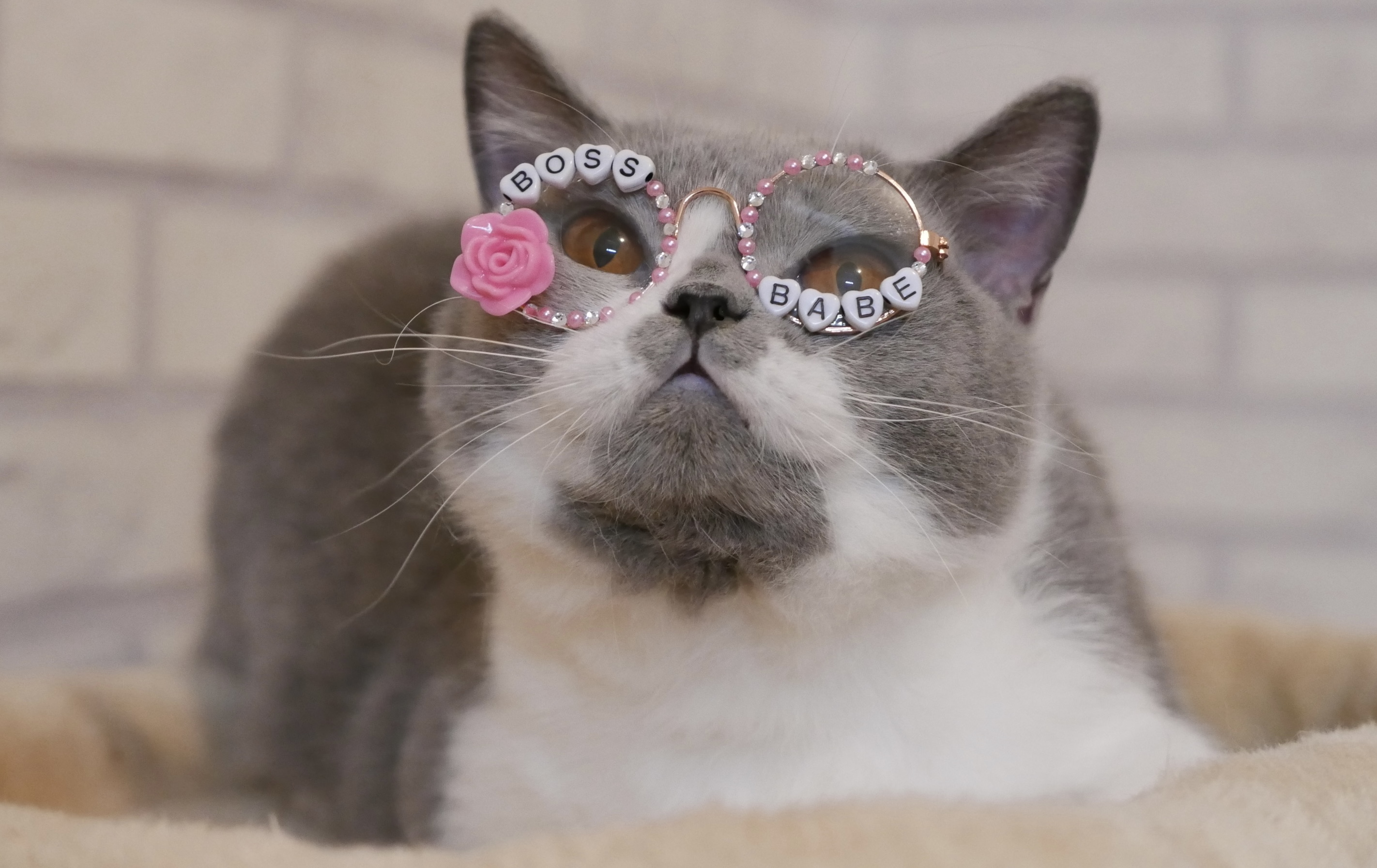CH. Grandroshell Fanta of ChesterGoodboy