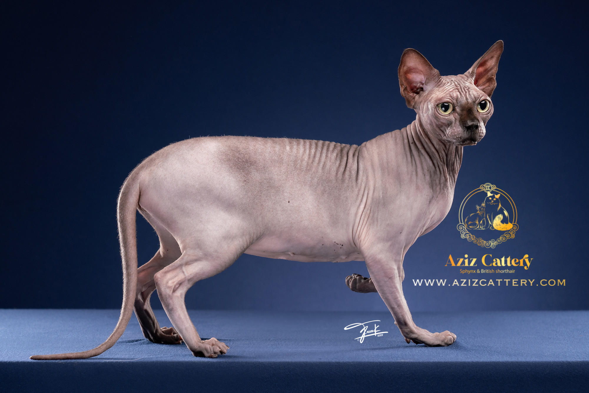 CH. MIRMAGNIFICENT L*KEERA