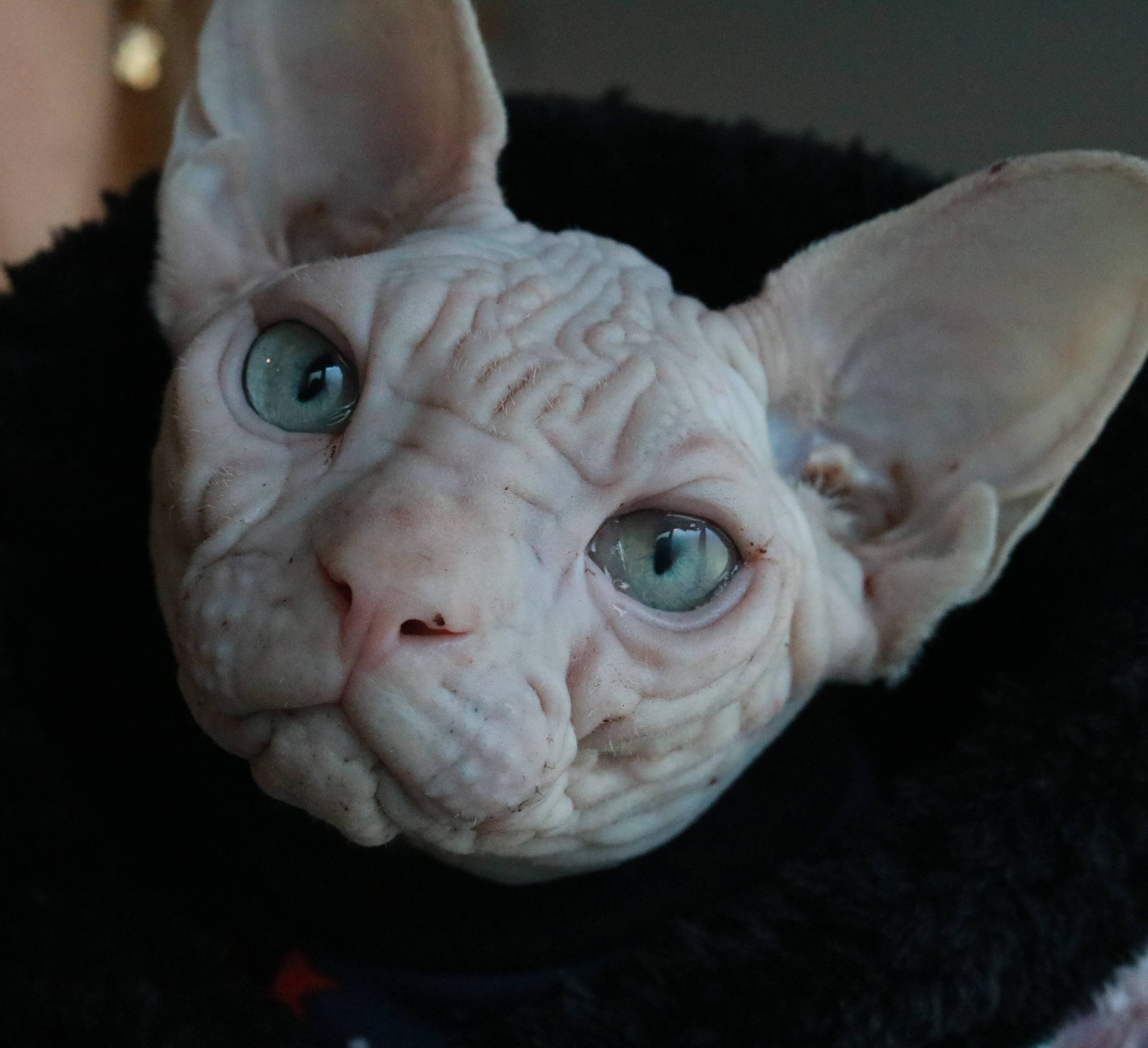 JCH. Eldorado Non Notus