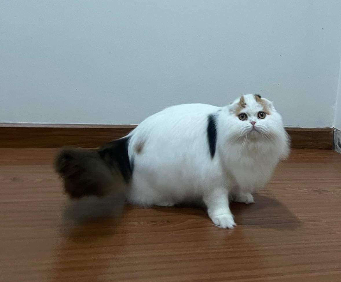 Vor-Diamond Baba Yaga