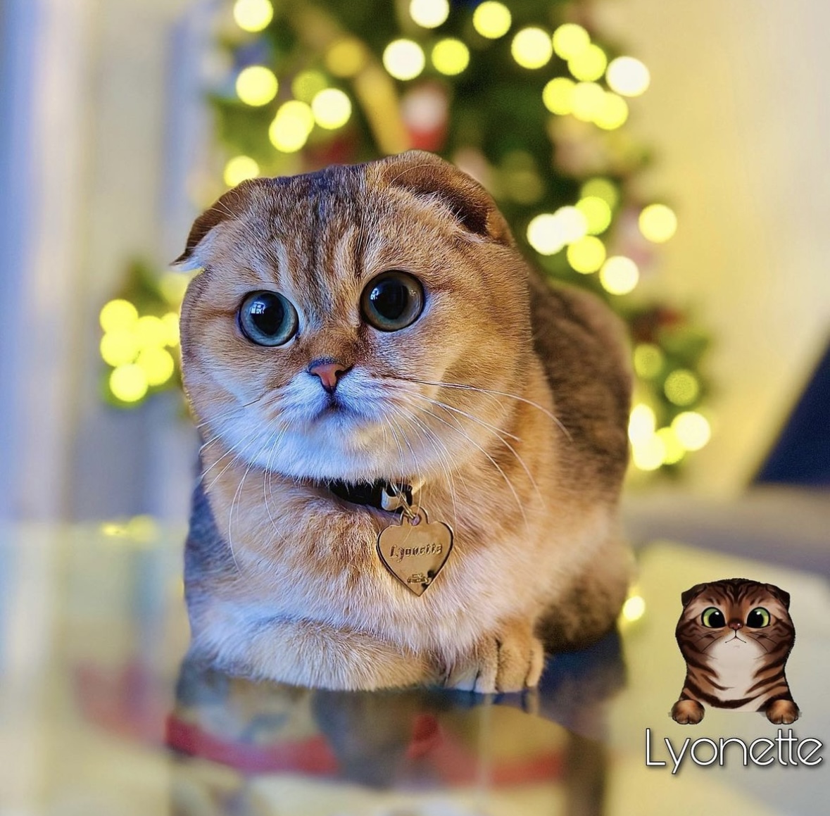 CH. Gobbolino 13 o’clock LYONETTE