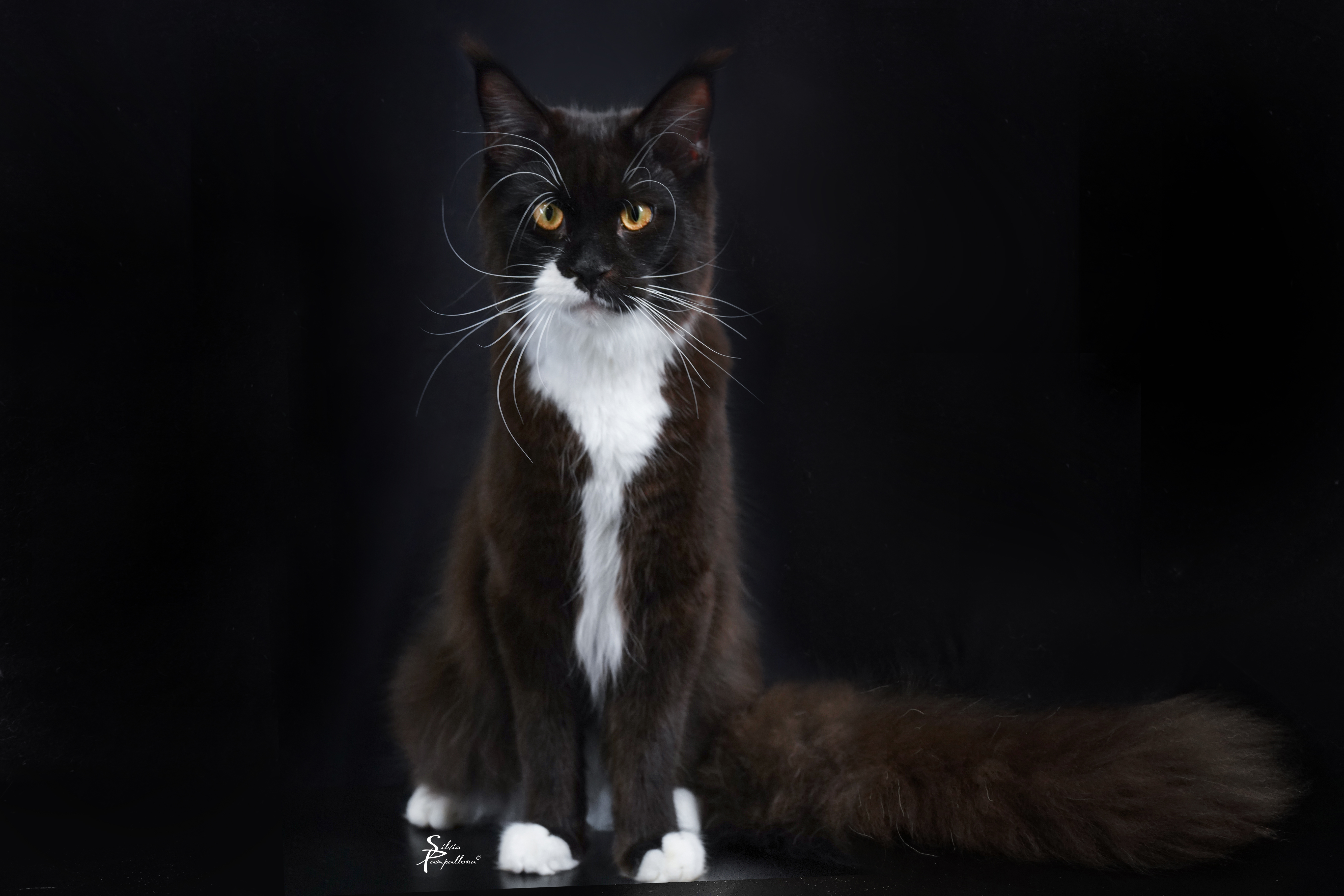 Honeysuckle Cup DEL BRICIOLA