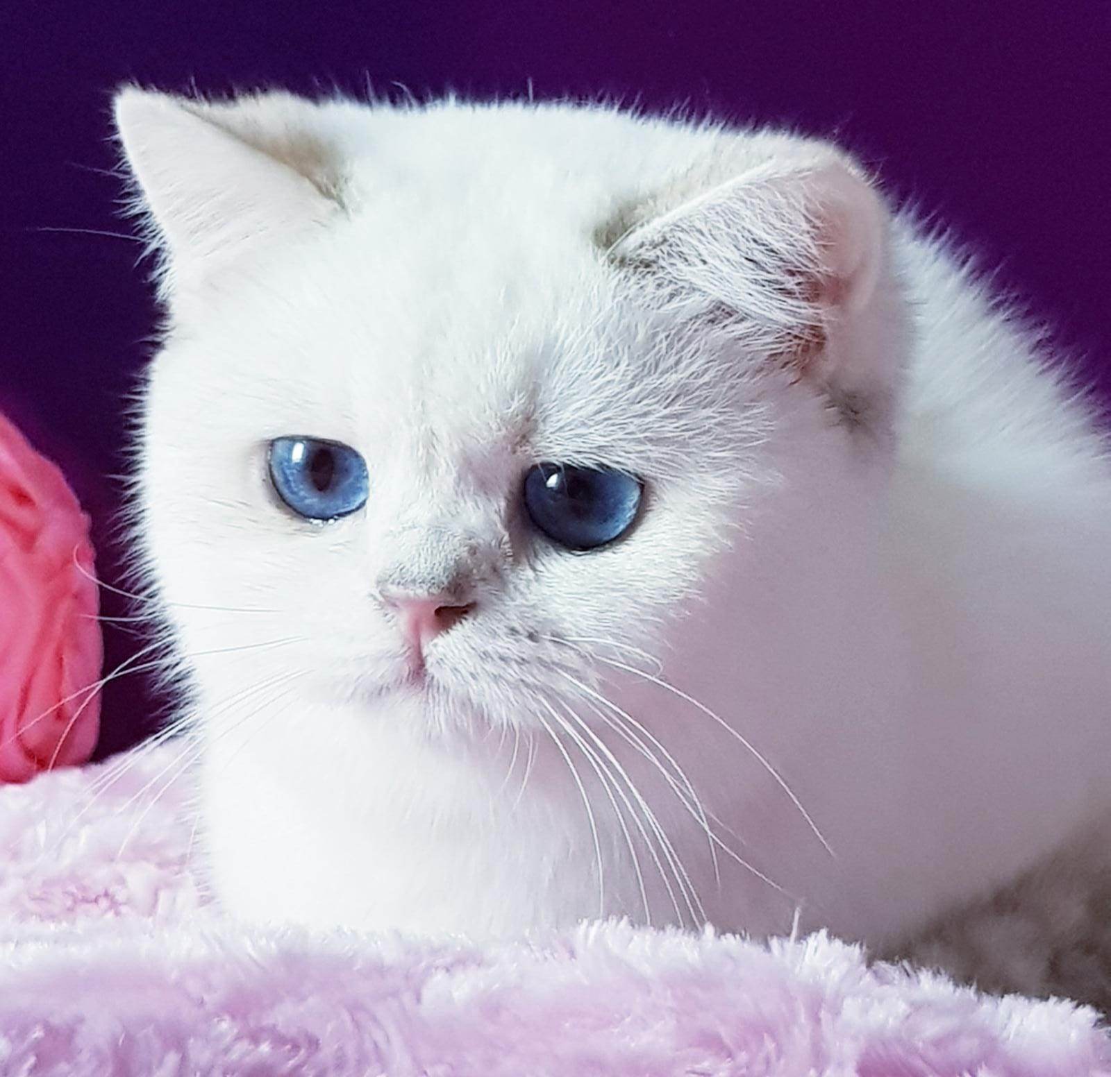 CH. Sultan's Star Quendra