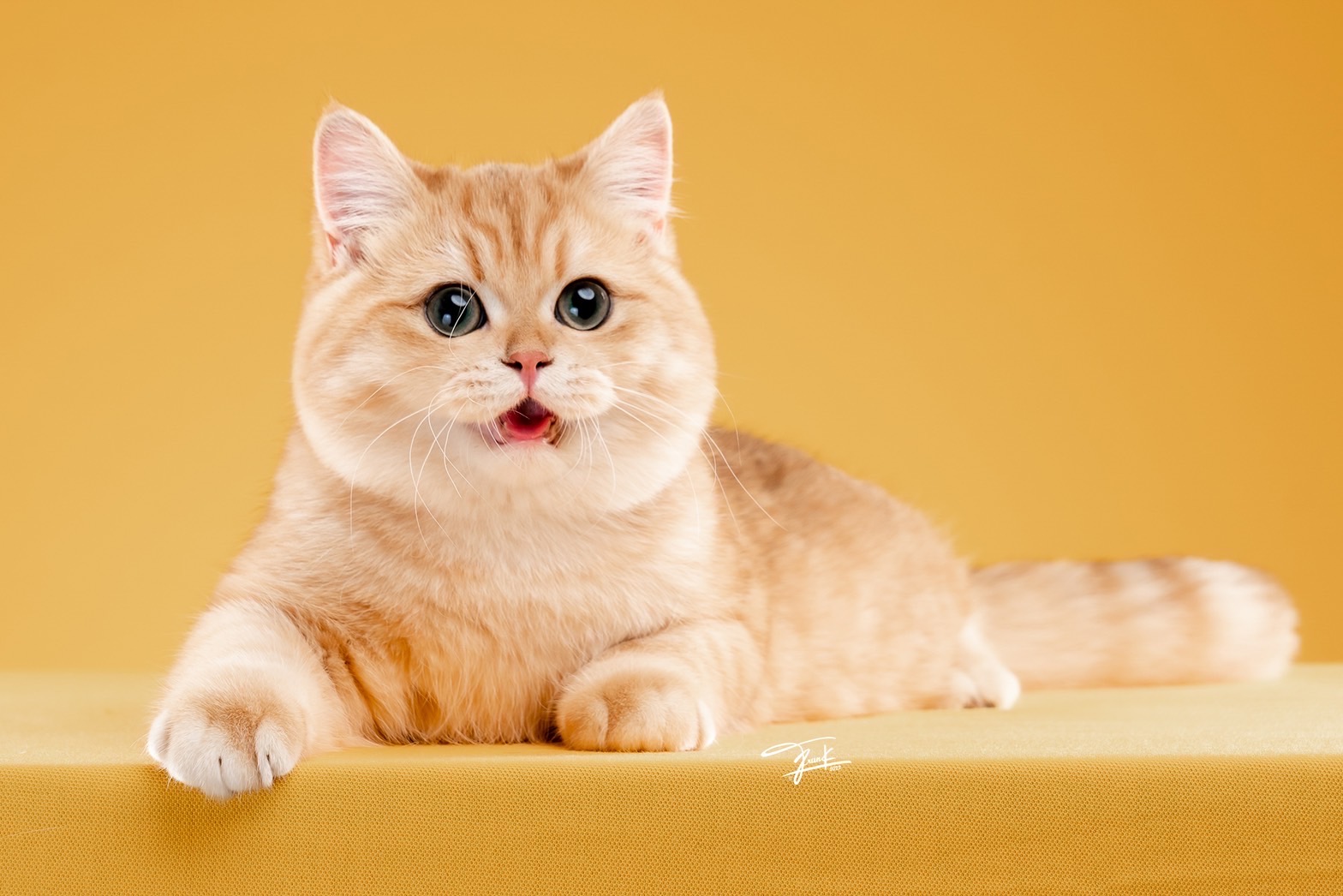 JCH. Thanawaii Charlotte Aegon