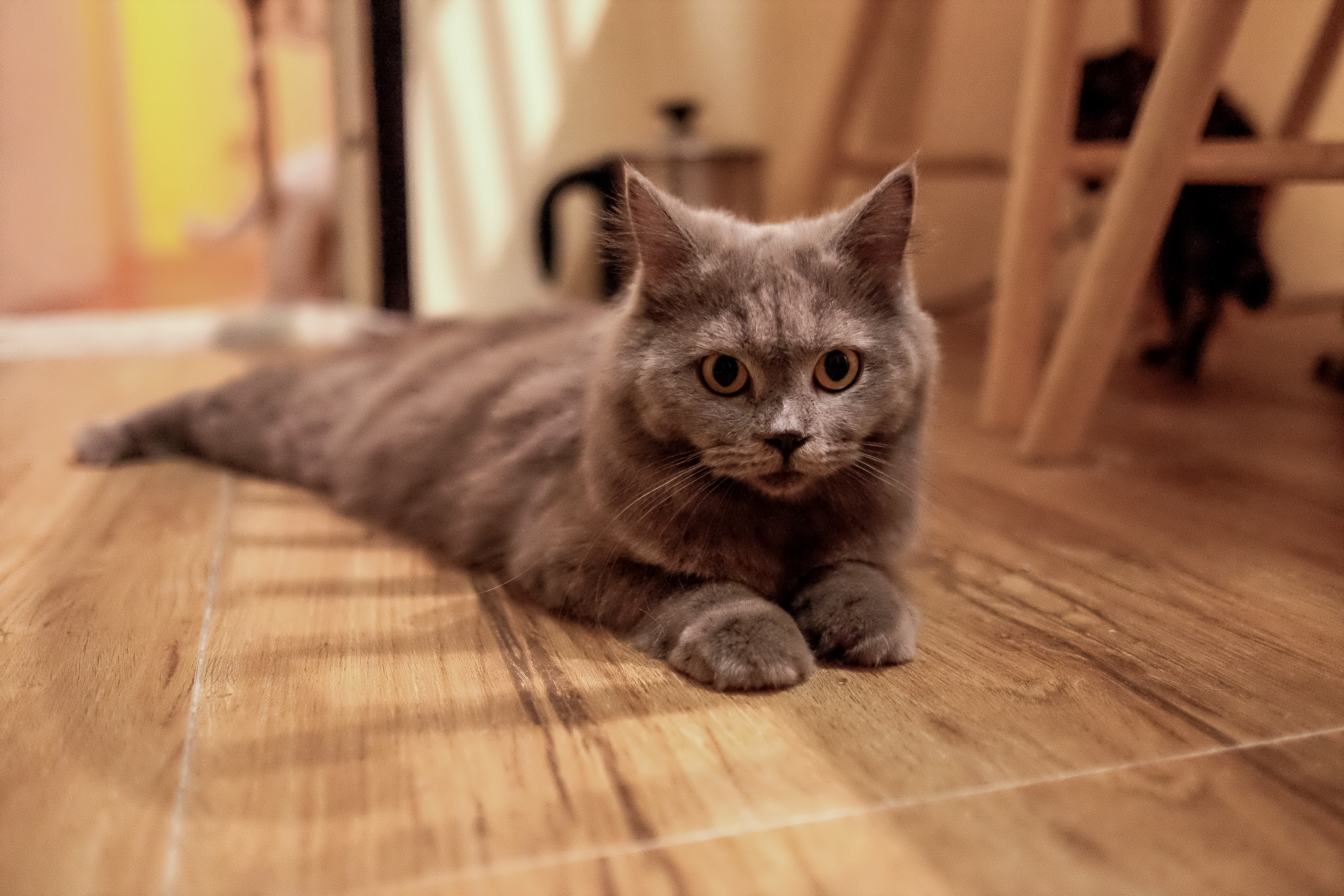 Eve of Thomas Fur Variety