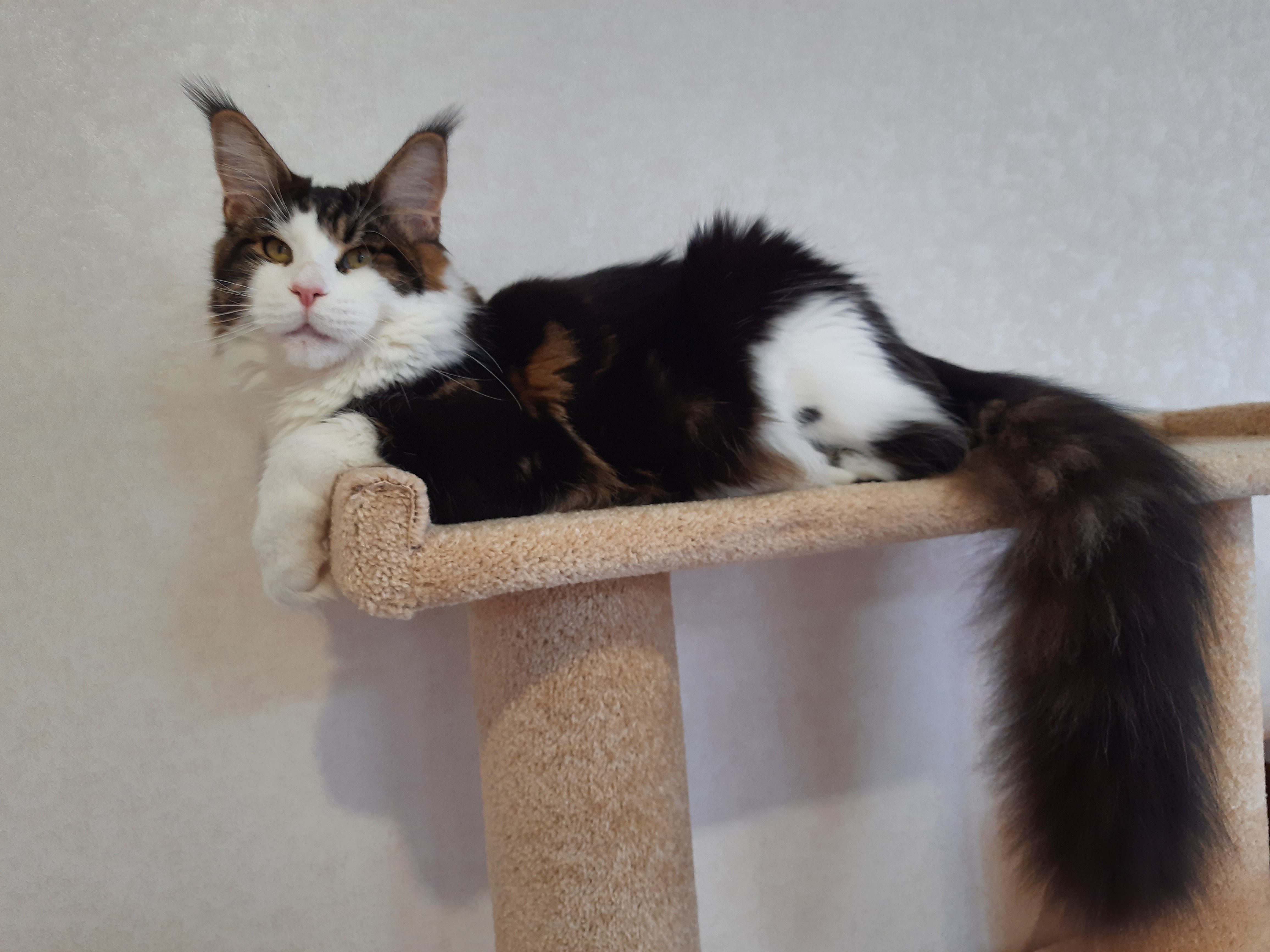 Gangster Naslednik Imperii