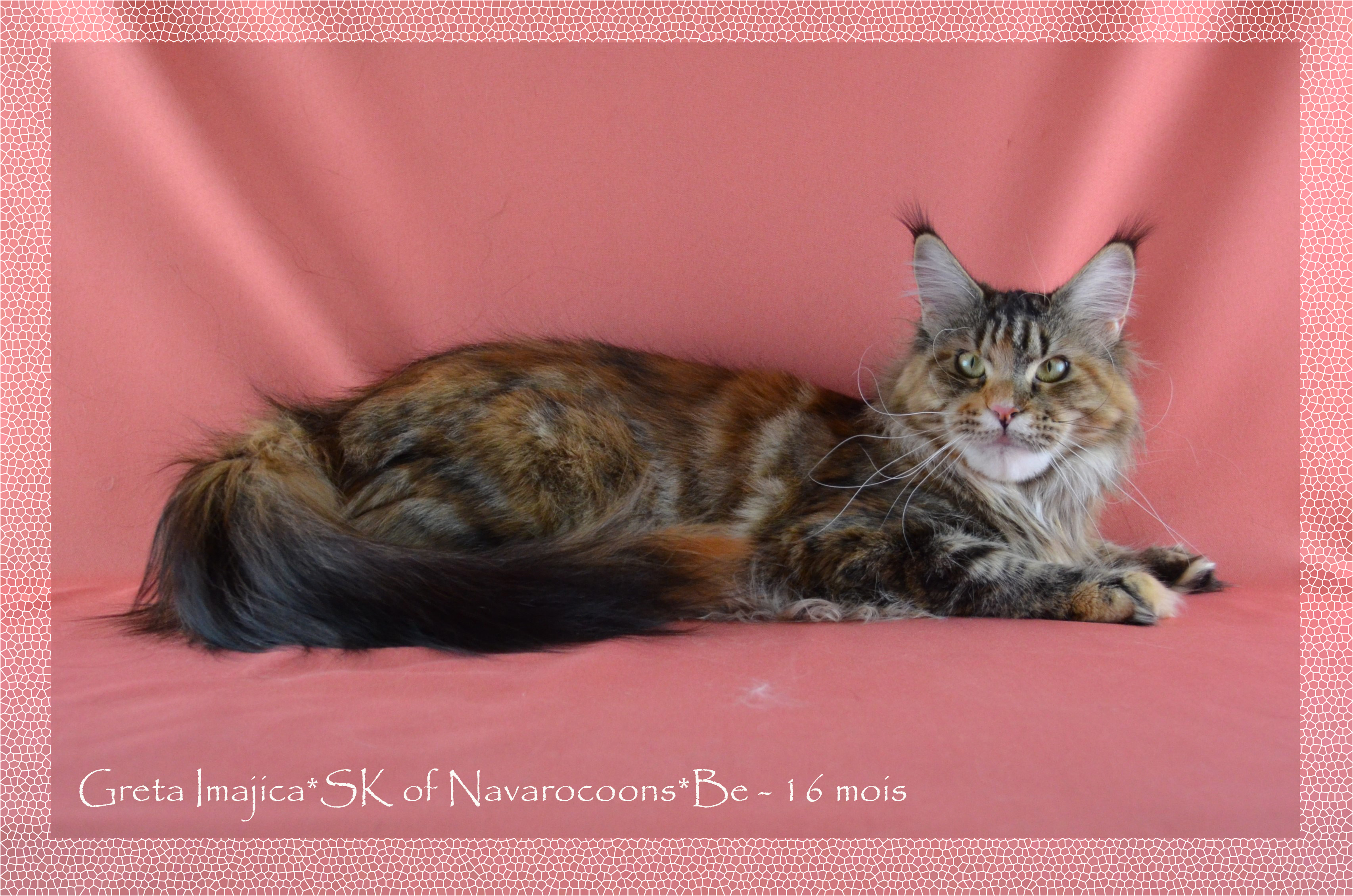 WCH. W.Ch. Greta Imajica*SK