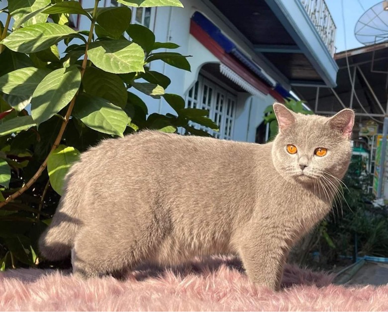 Who Club’s JaoAriel