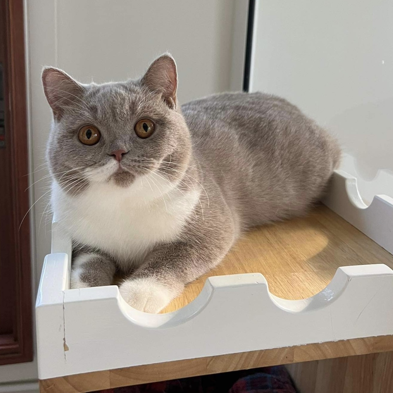 Your Majesty Roskosh-Nessie