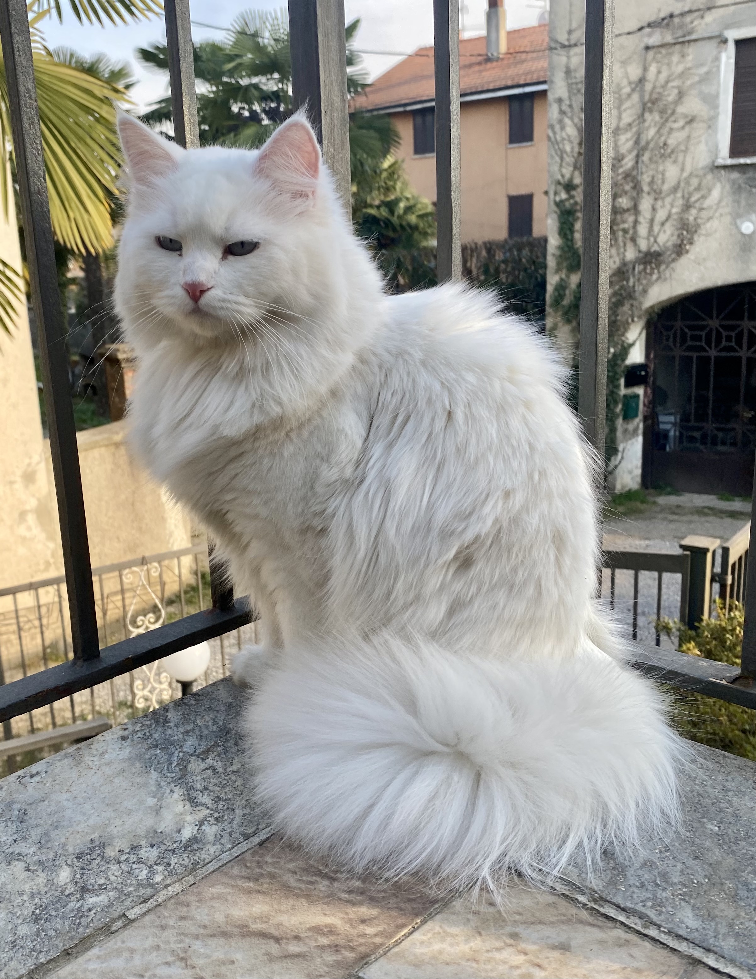 NEVE DI RUSSIAN EYES