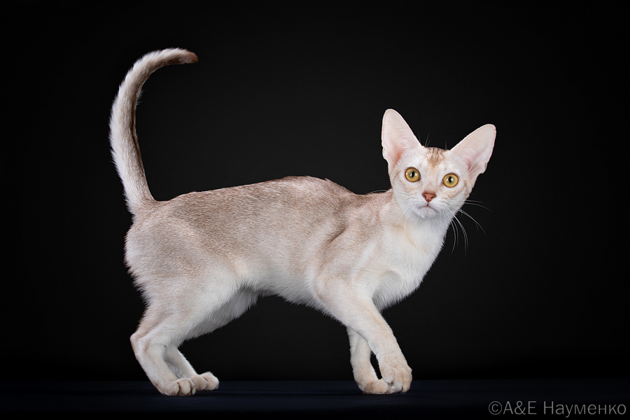 ICH. IsaBella Adamas*RU