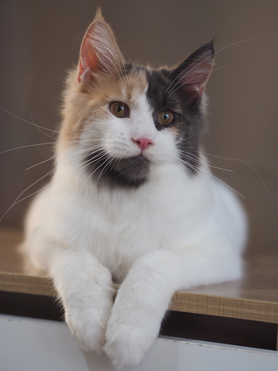 Annabel Beam Tigercooncat*TH